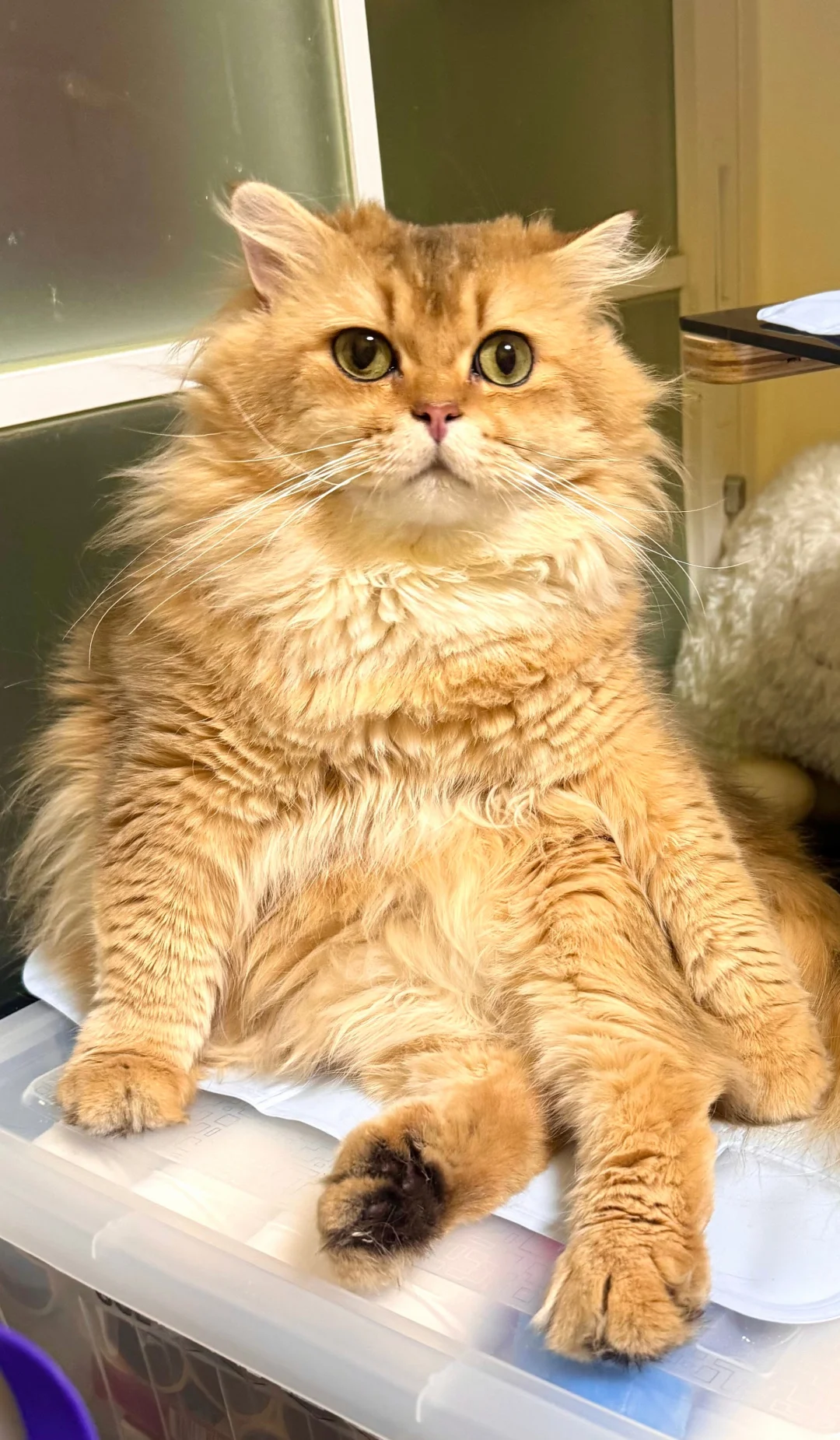 2025香港猫迷博覽會