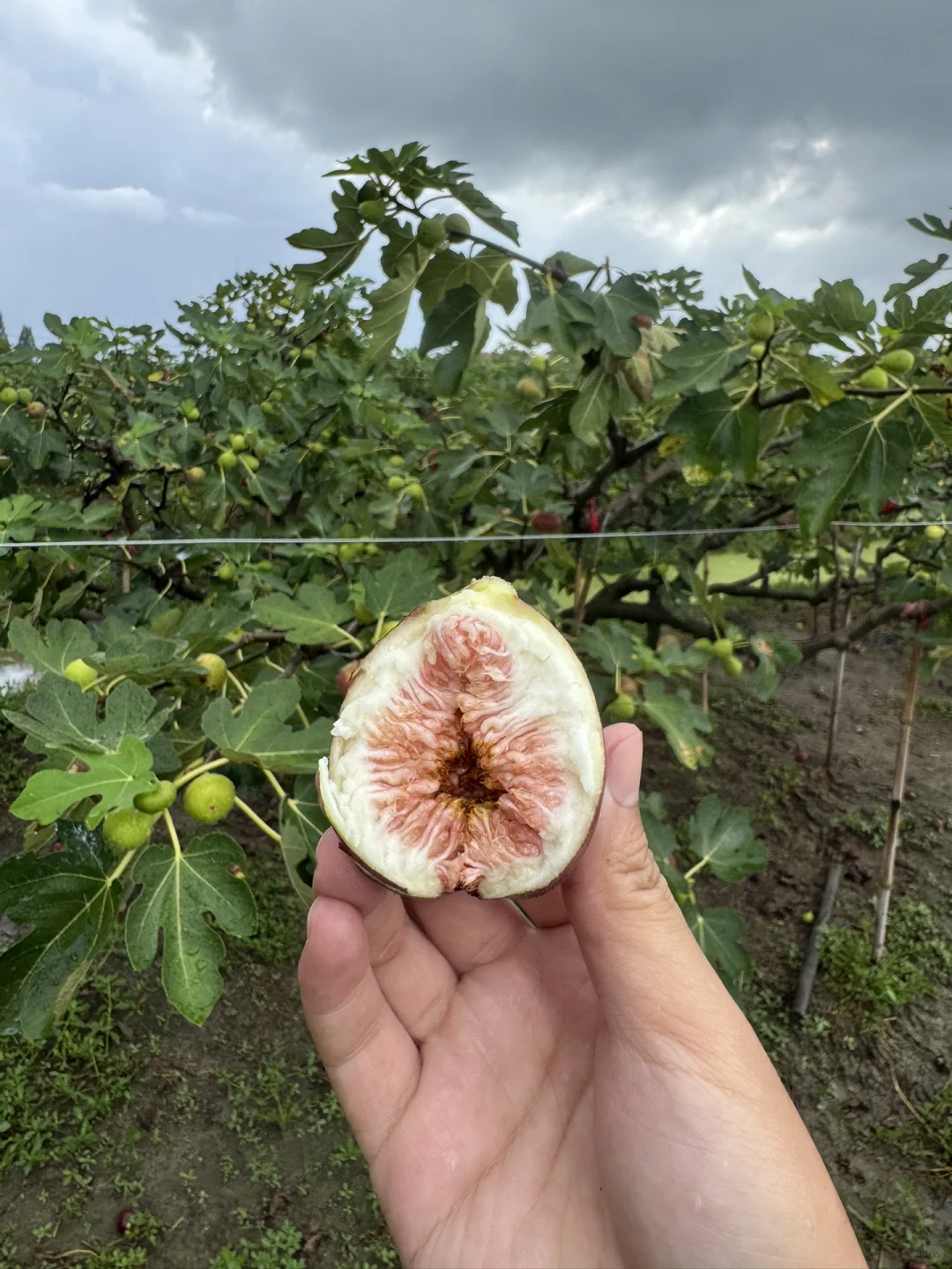 社区团购团长招募