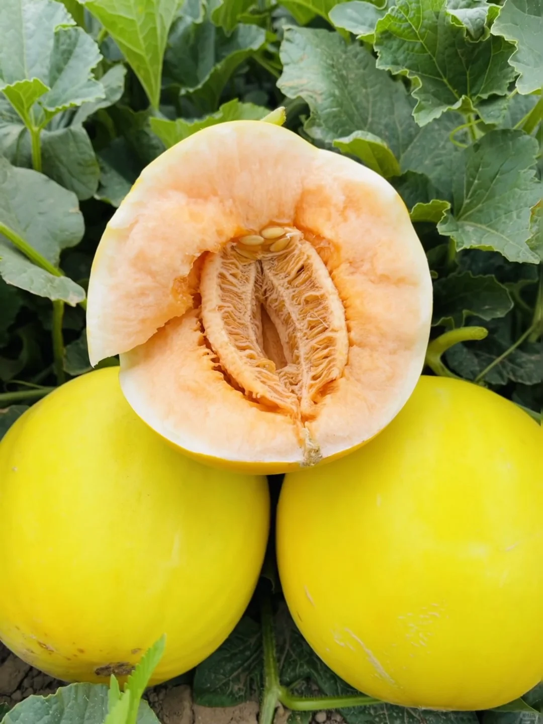 后来我才明白,一代人有一代人的牢笼!