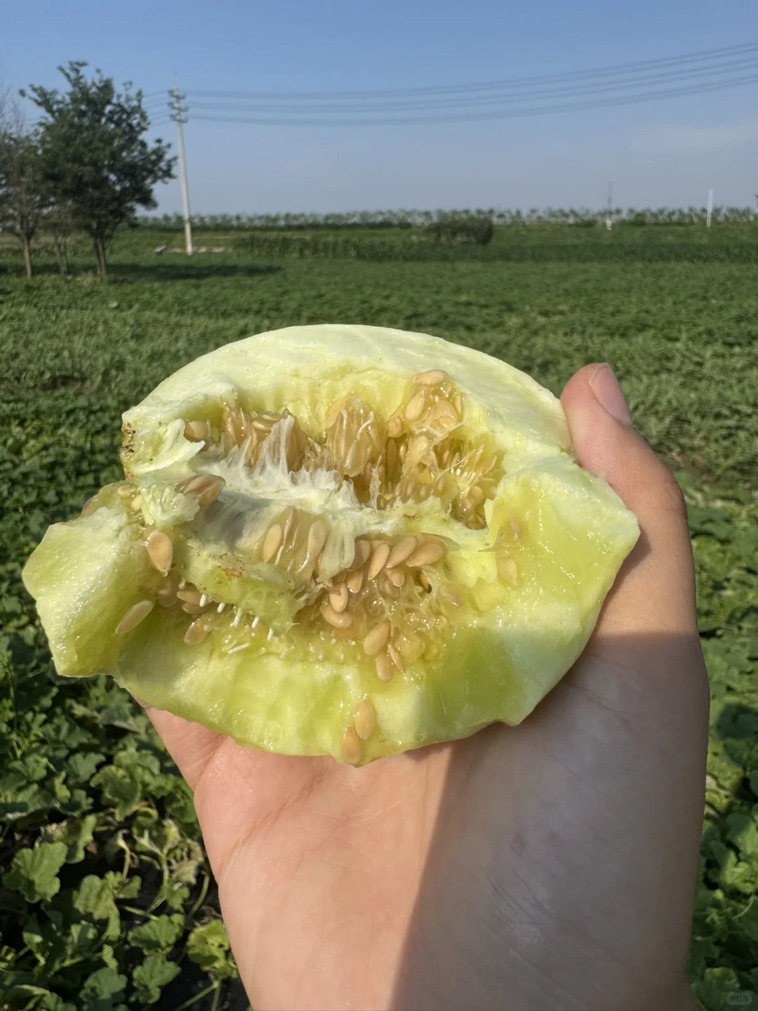 社区团购团长招募