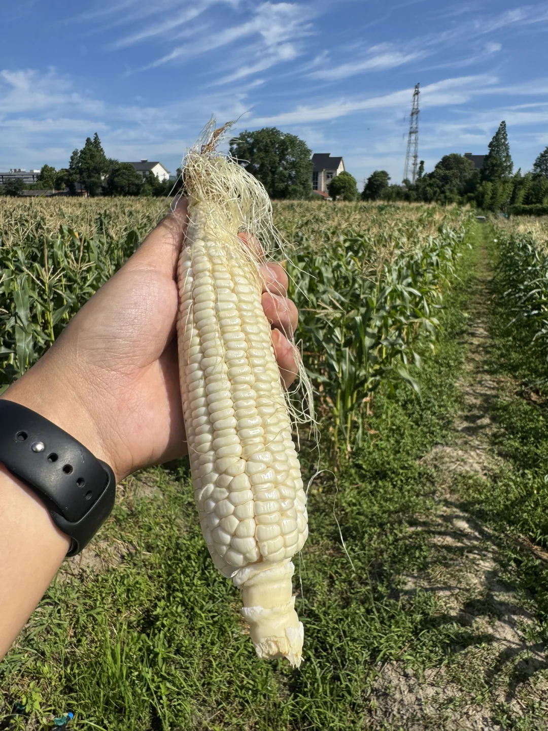 社区团购团长招募