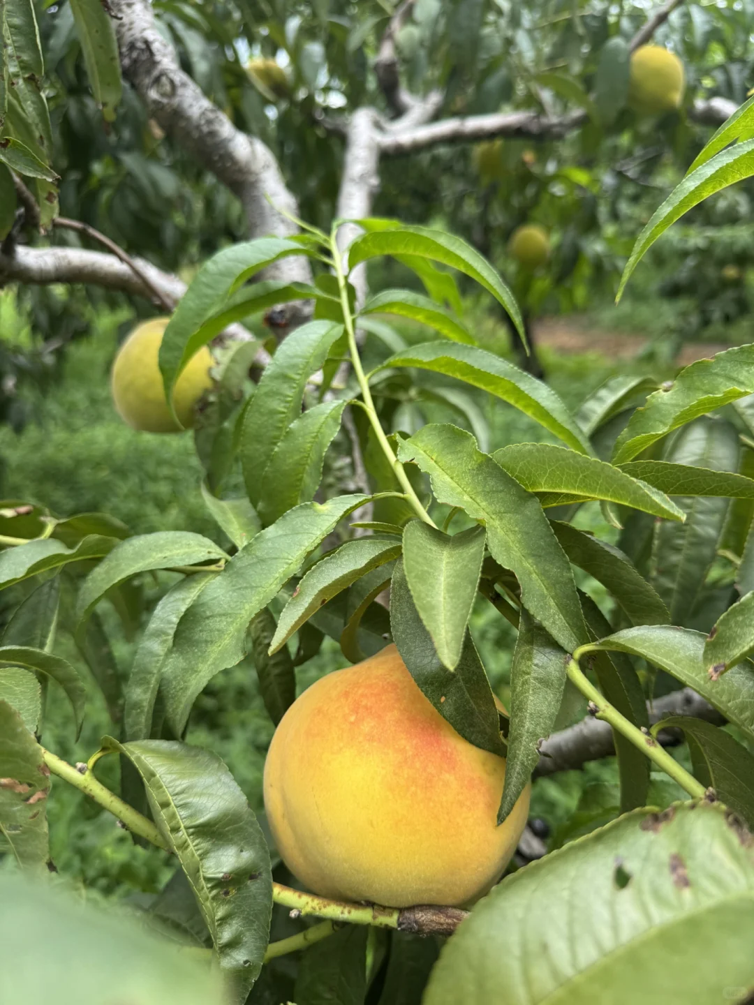 社区团购团长招募