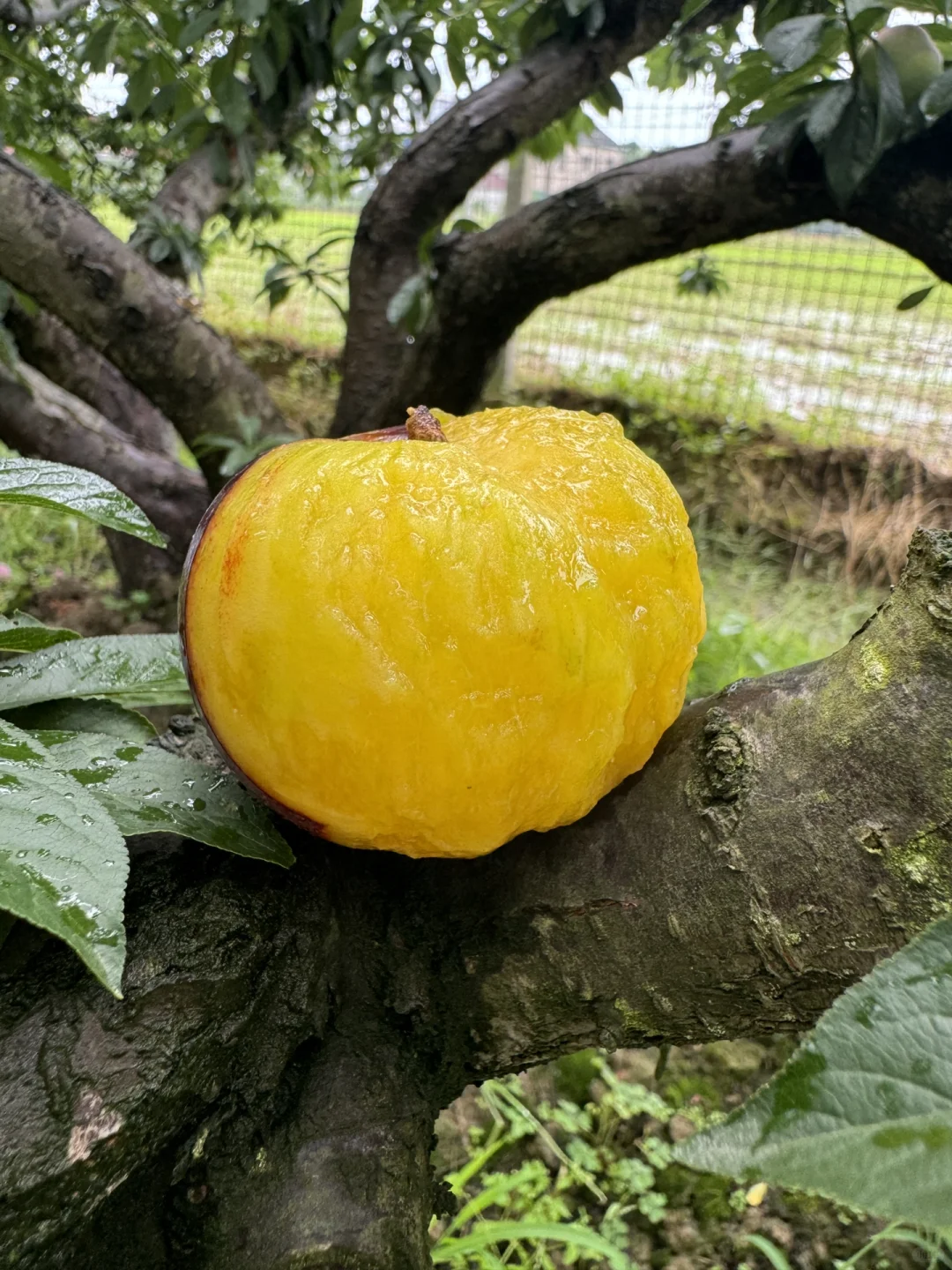 社区团购团长招募