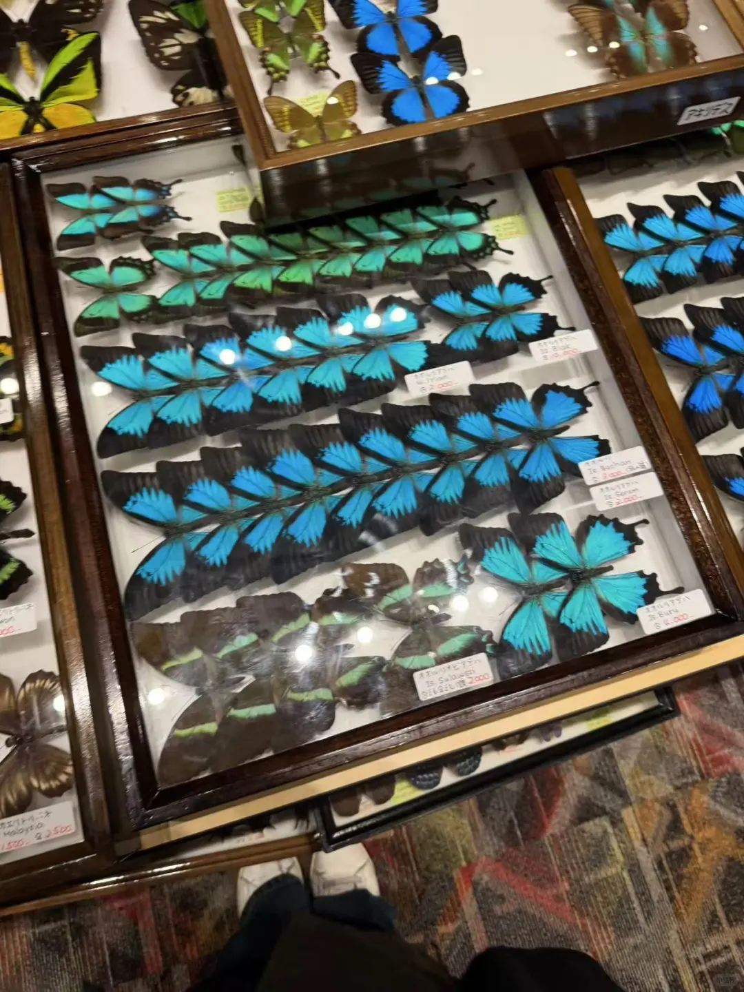 2024秋季昆虫展销会