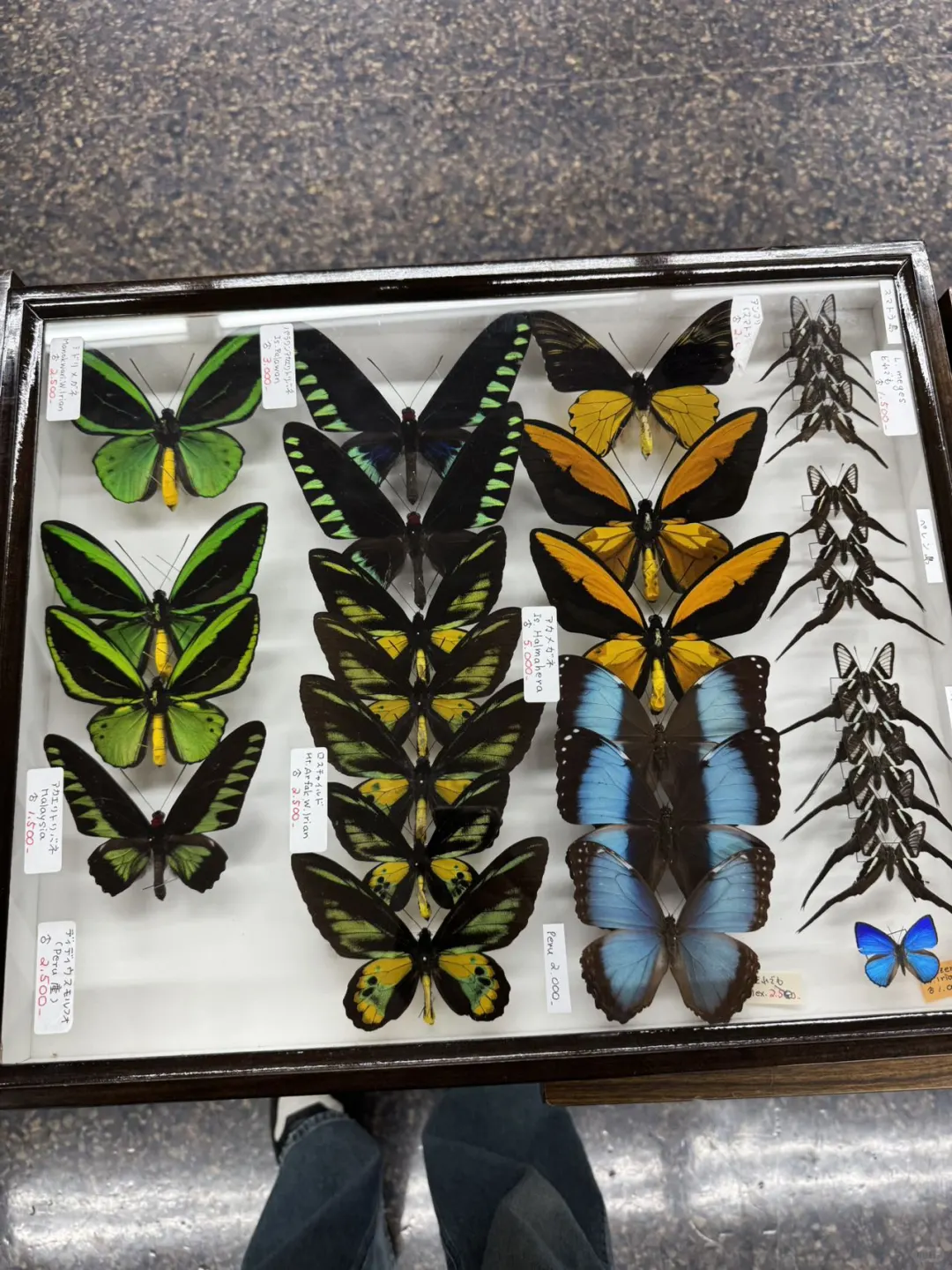 2024秋季昆虫展销会