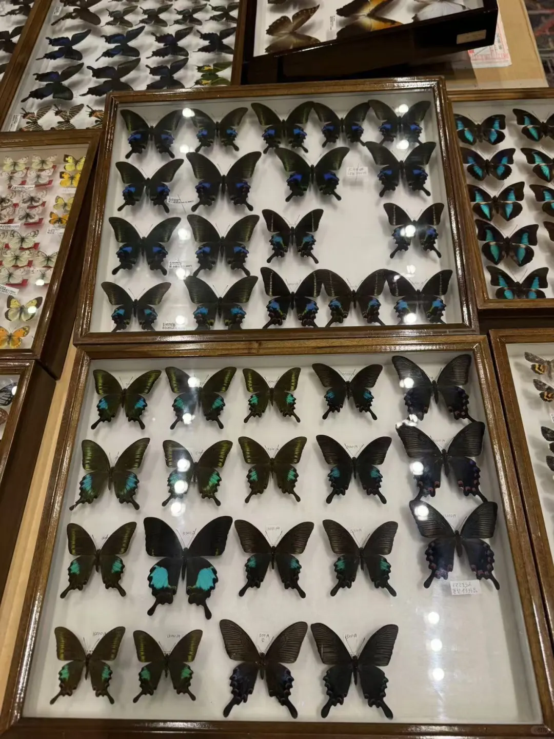 2024秋季昆虫展销会