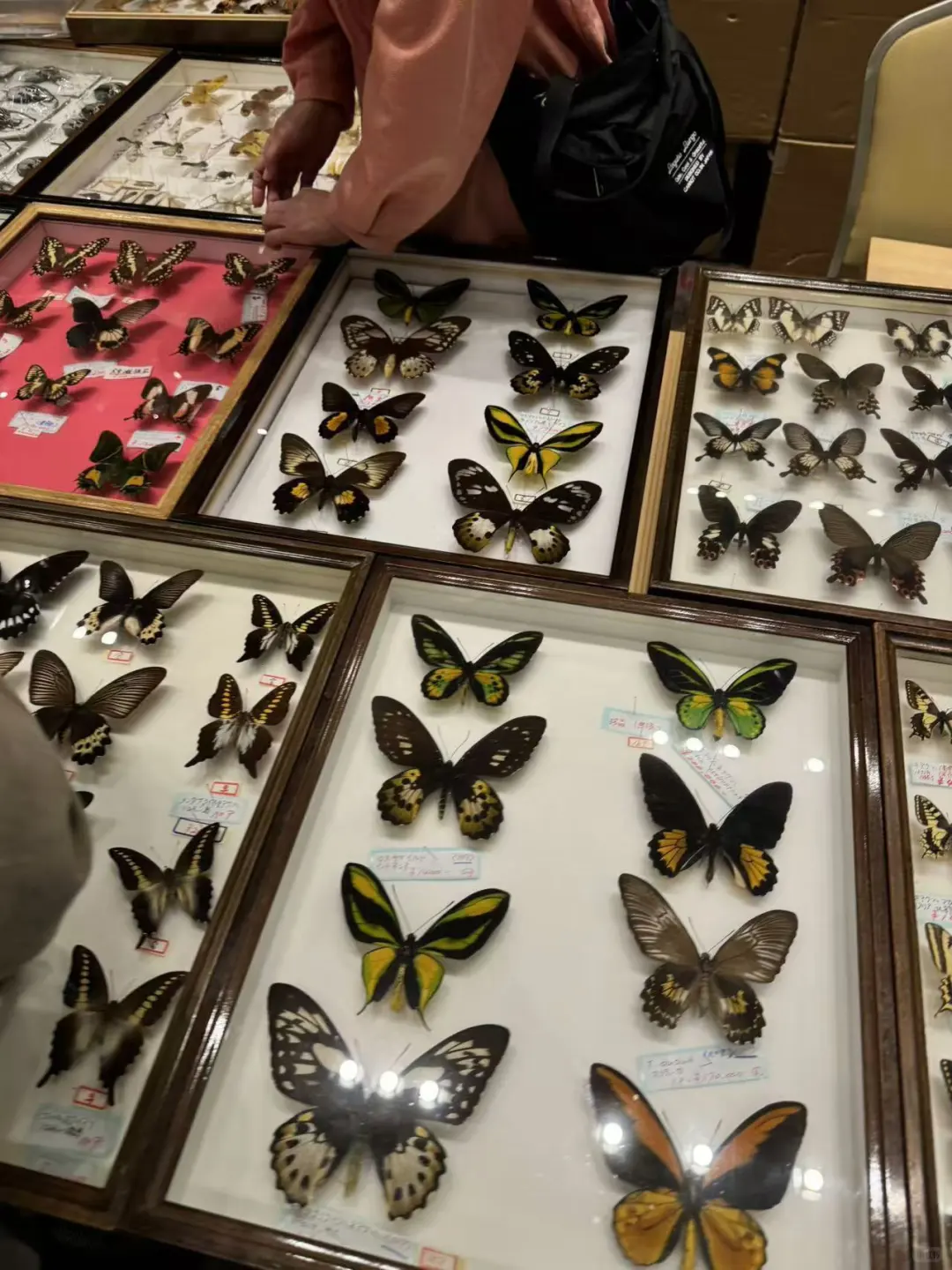 2024秋季昆虫展销会