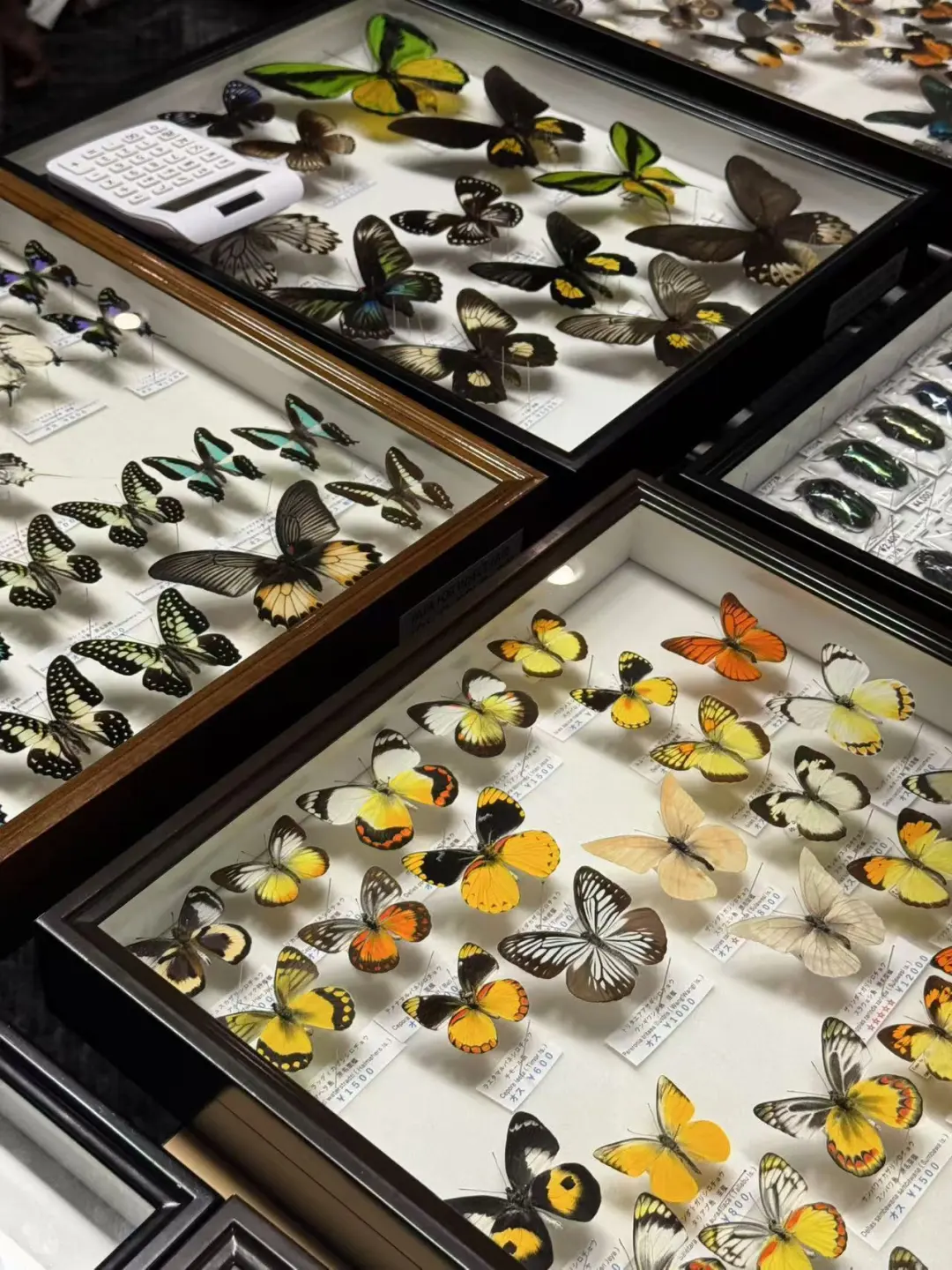 2024秋季昆虫展销会