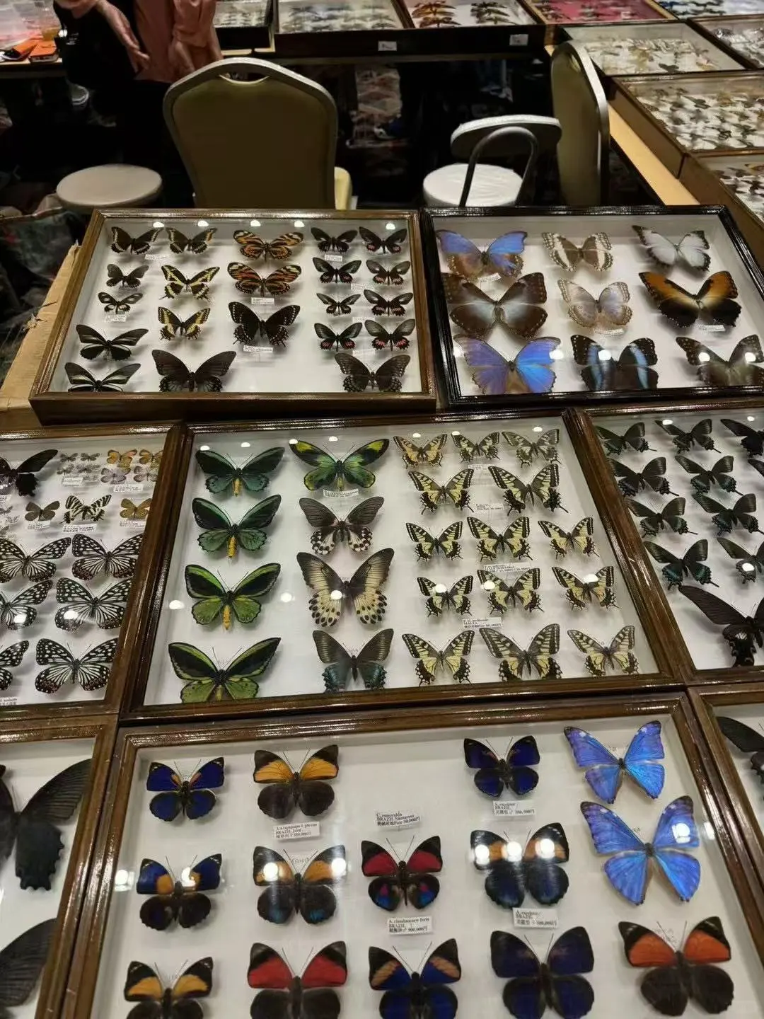 2024秋季昆虫展销会