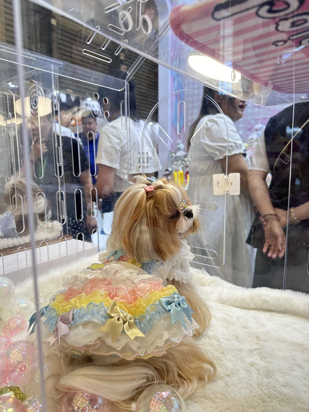 脚走穿了才总结出今年亚宠展?玩法