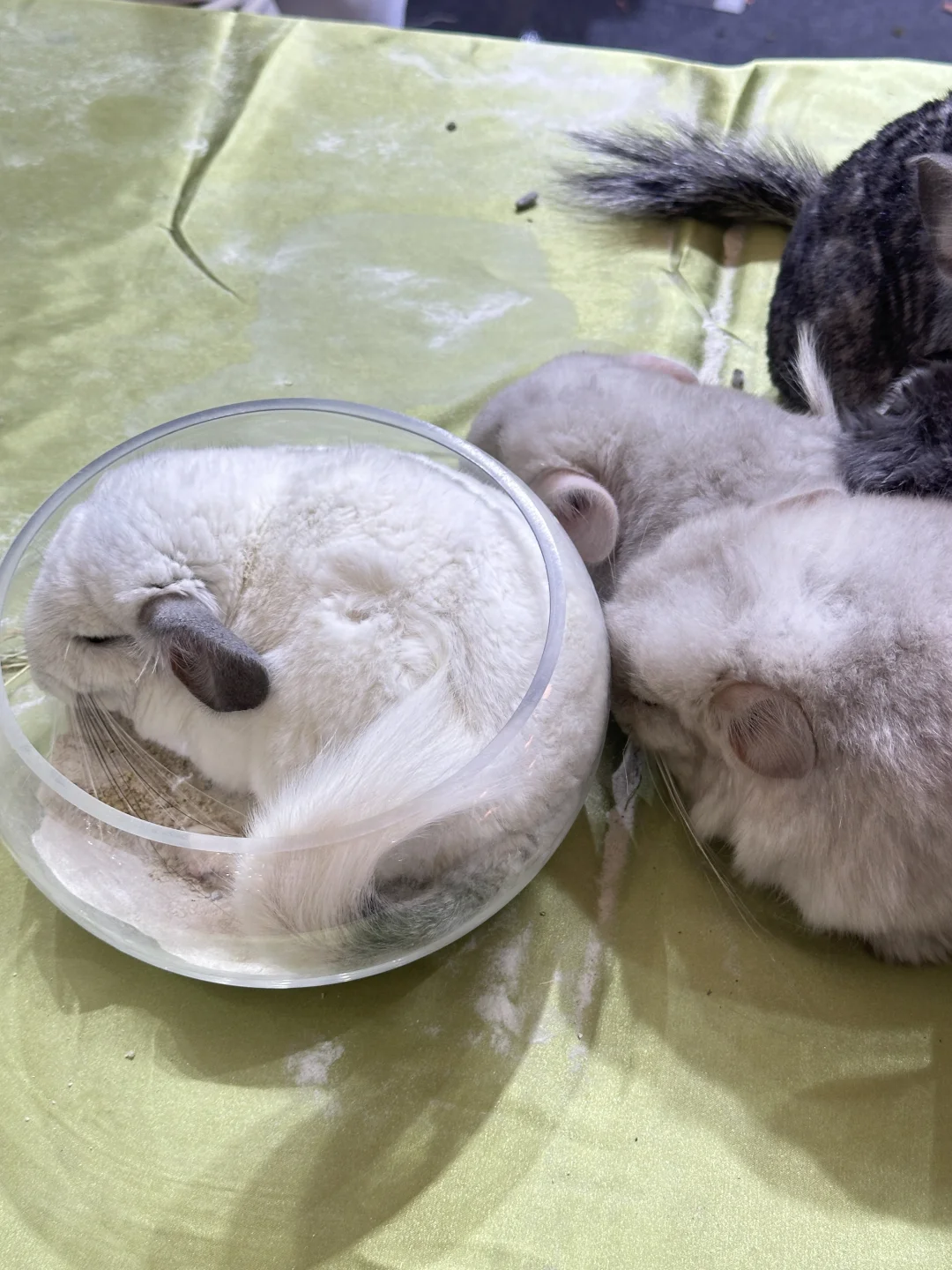 脚走穿了才总结出今年亚宠展?玩法