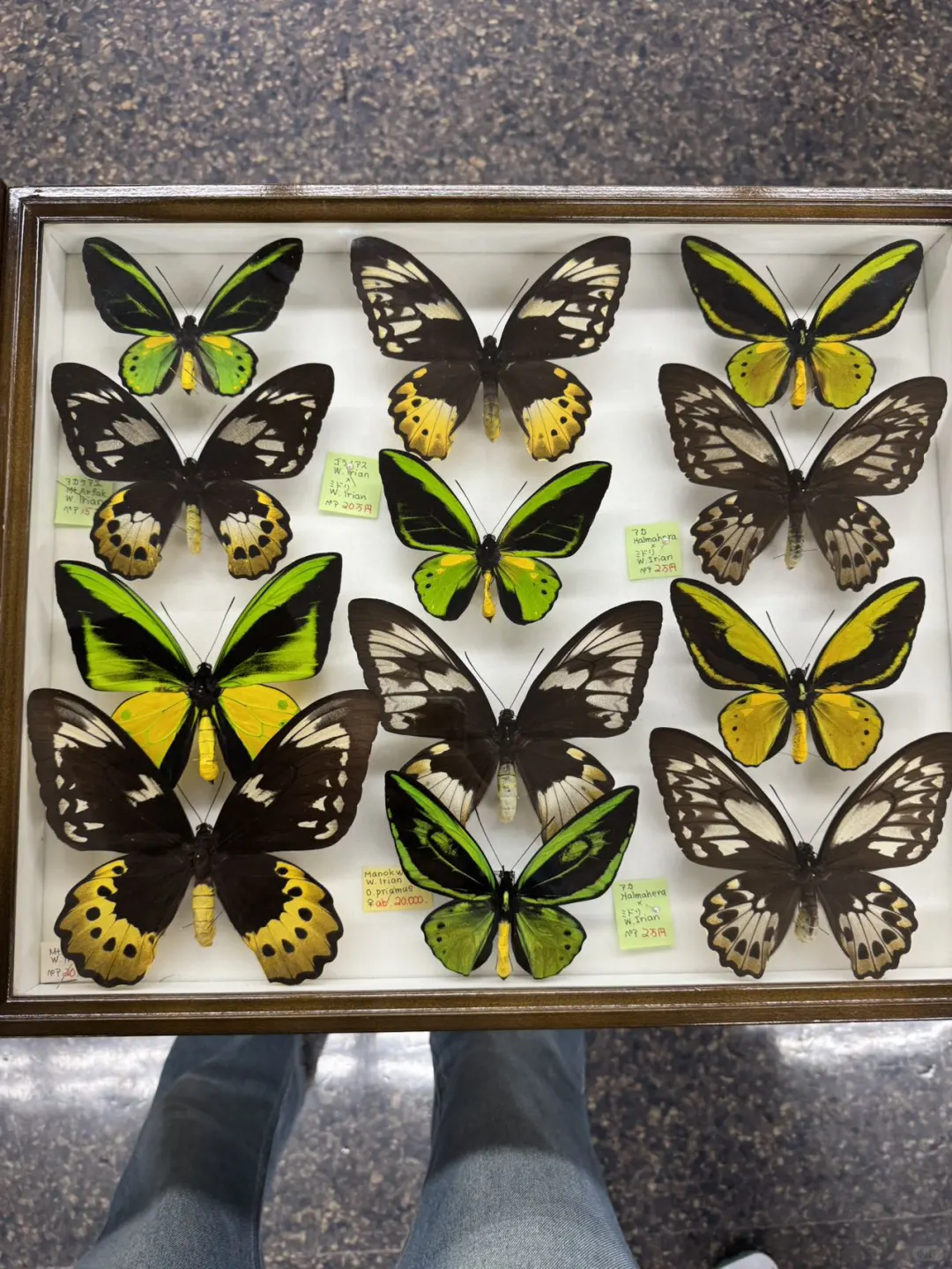 2024秋季昆虫展销会