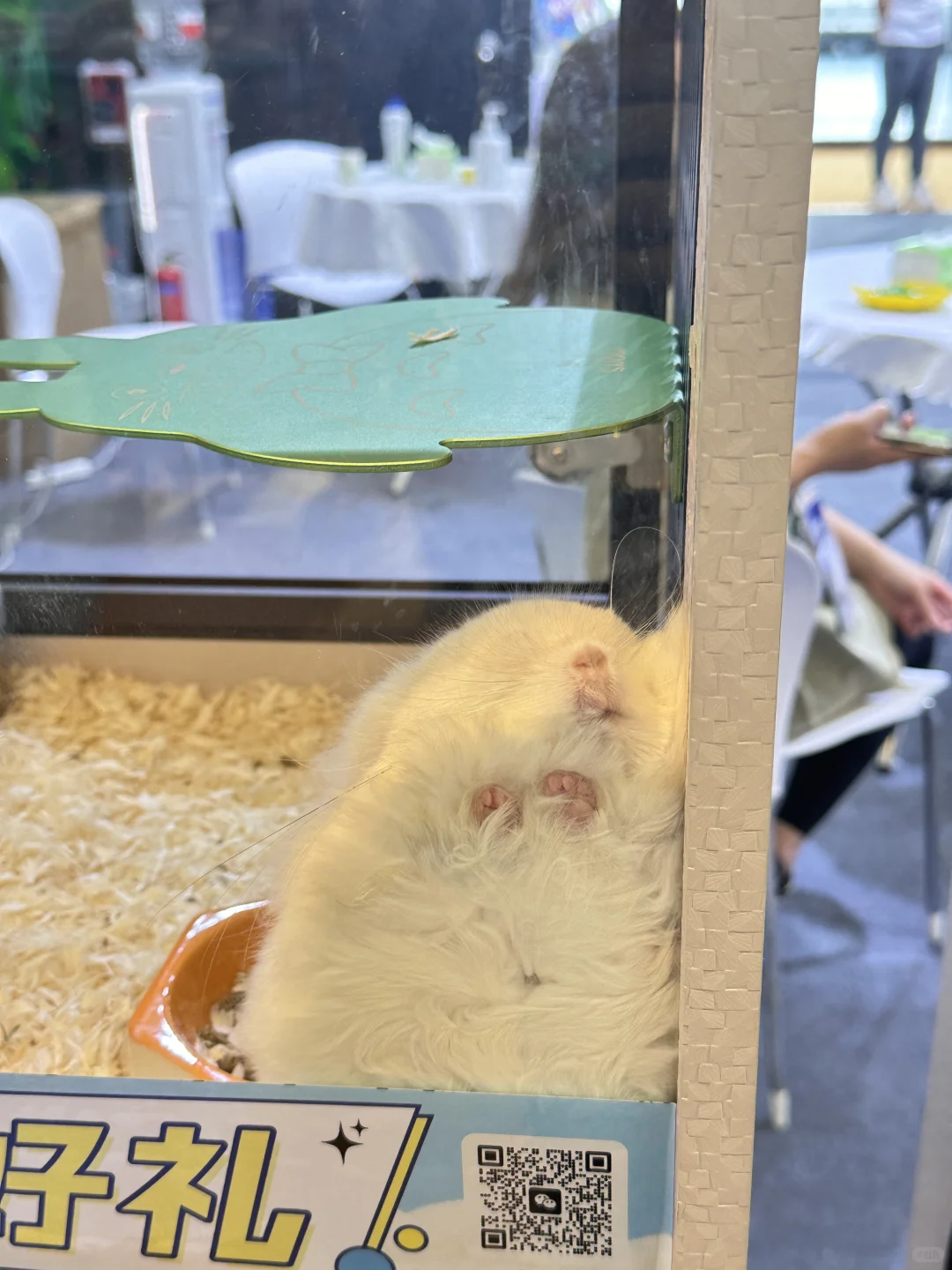 脚走穿了才总结出今年亚宠展?玩法