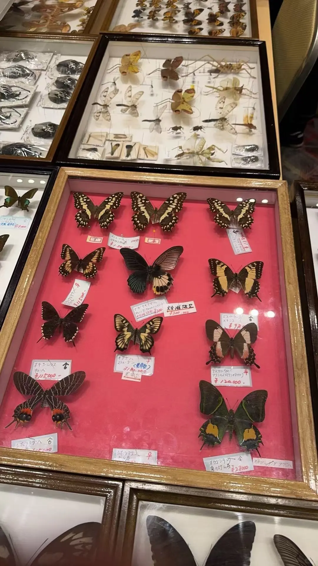 2024秋季昆虫展销会