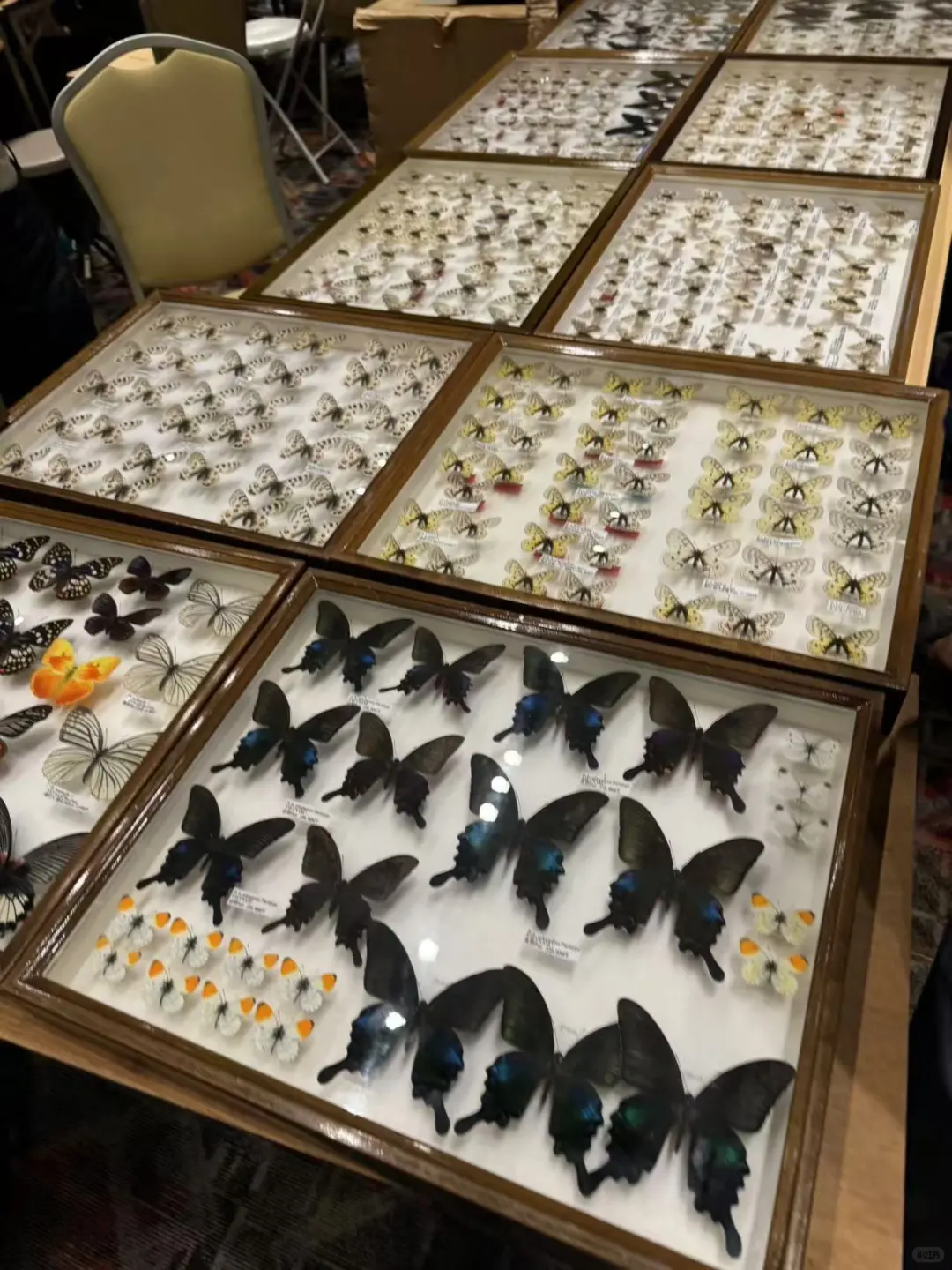 2024秋季昆虫展销会