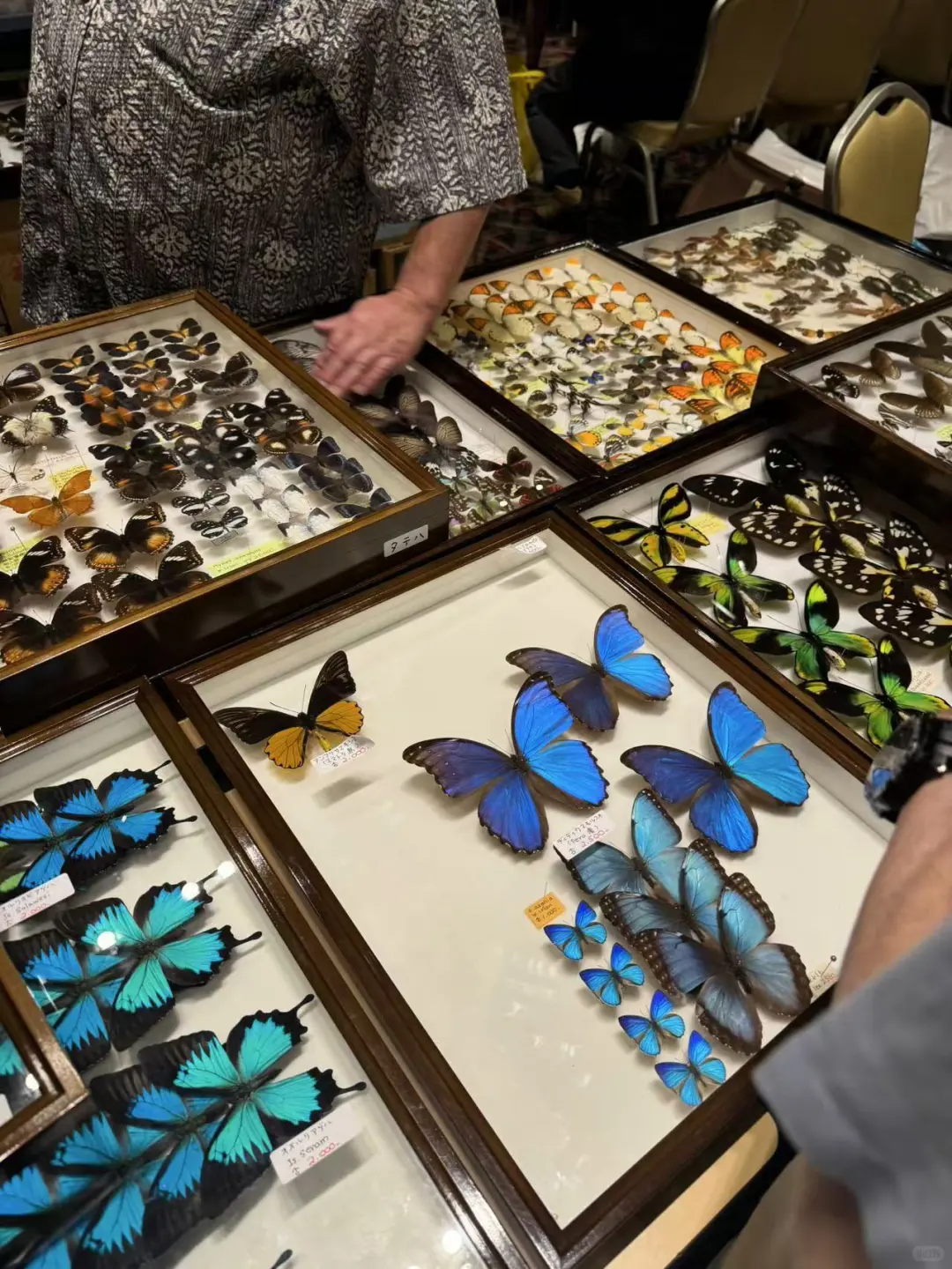 2024秋季昆虫展销会