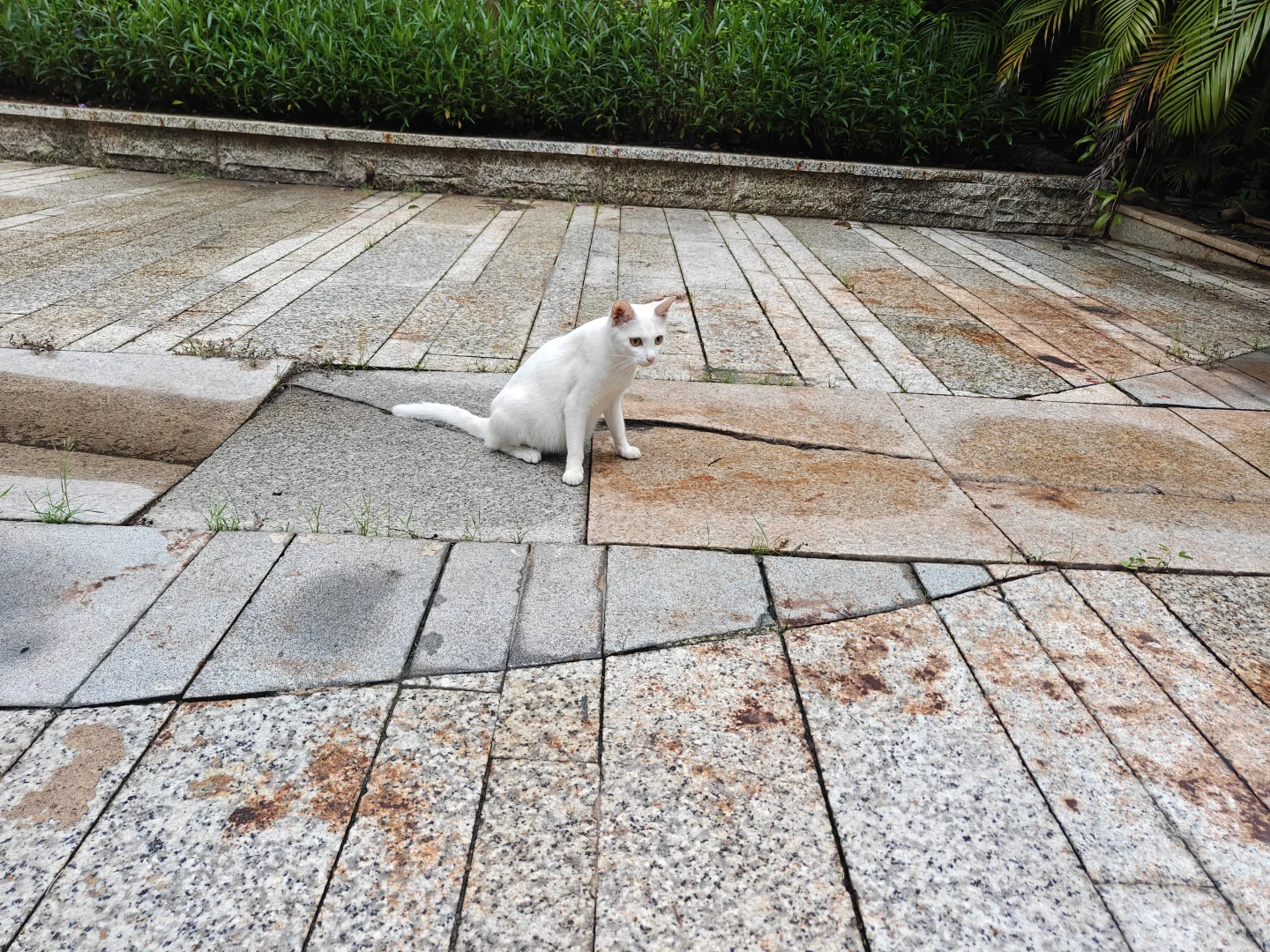 会展航洋附近流浪猫妈妈，有没有人救救