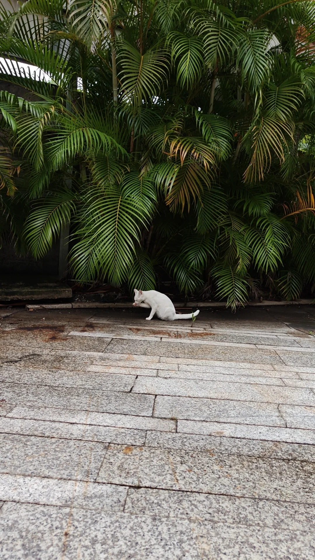 会展航洋附近流浪猫妈妈，有没有人救救