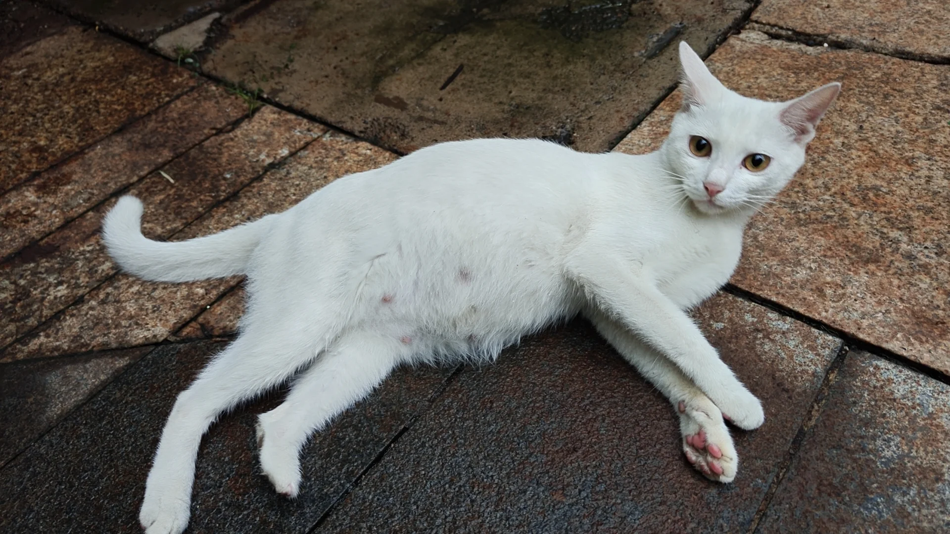 会展航洋附近流浪猫妈妈，有没有人救救