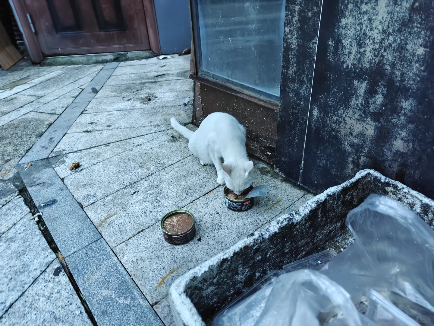 会展航洋附近流浪猫妈妈，有没有人救救