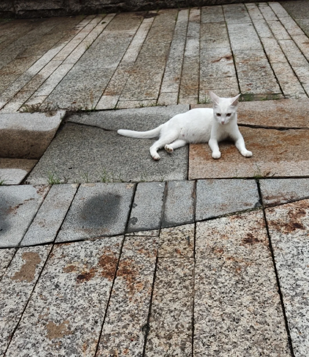 会展航洋附近流浪猫妈妈，有没有人救救