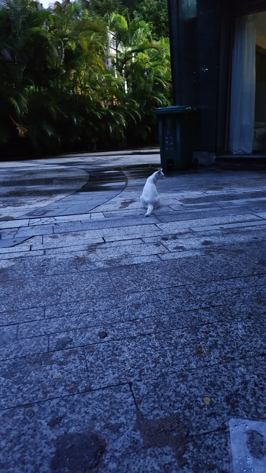 会展航洋附近流浪猫妈妈，有没有人救救