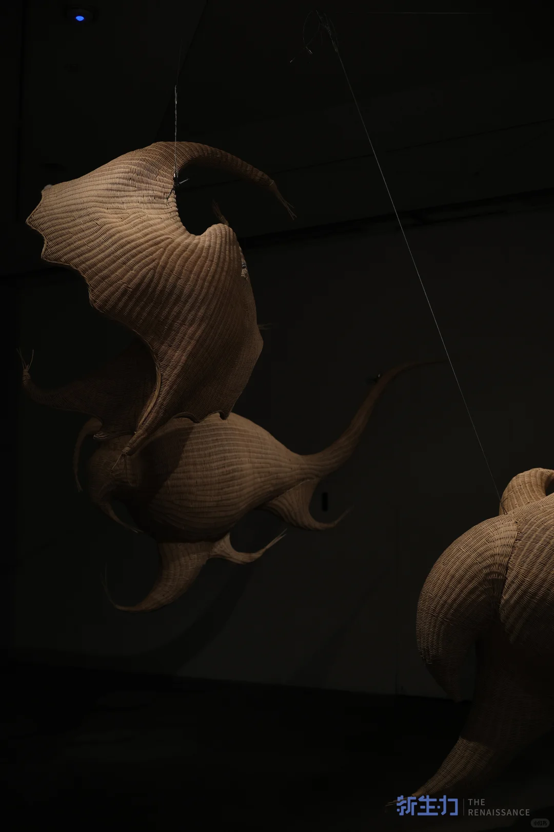 ?我的万根藤条「活化石」空降国风大展！