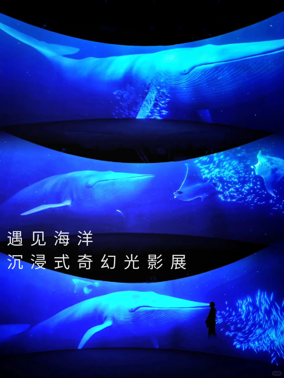 北京新展?这个海洋光影展太适合暑假遛娃啦