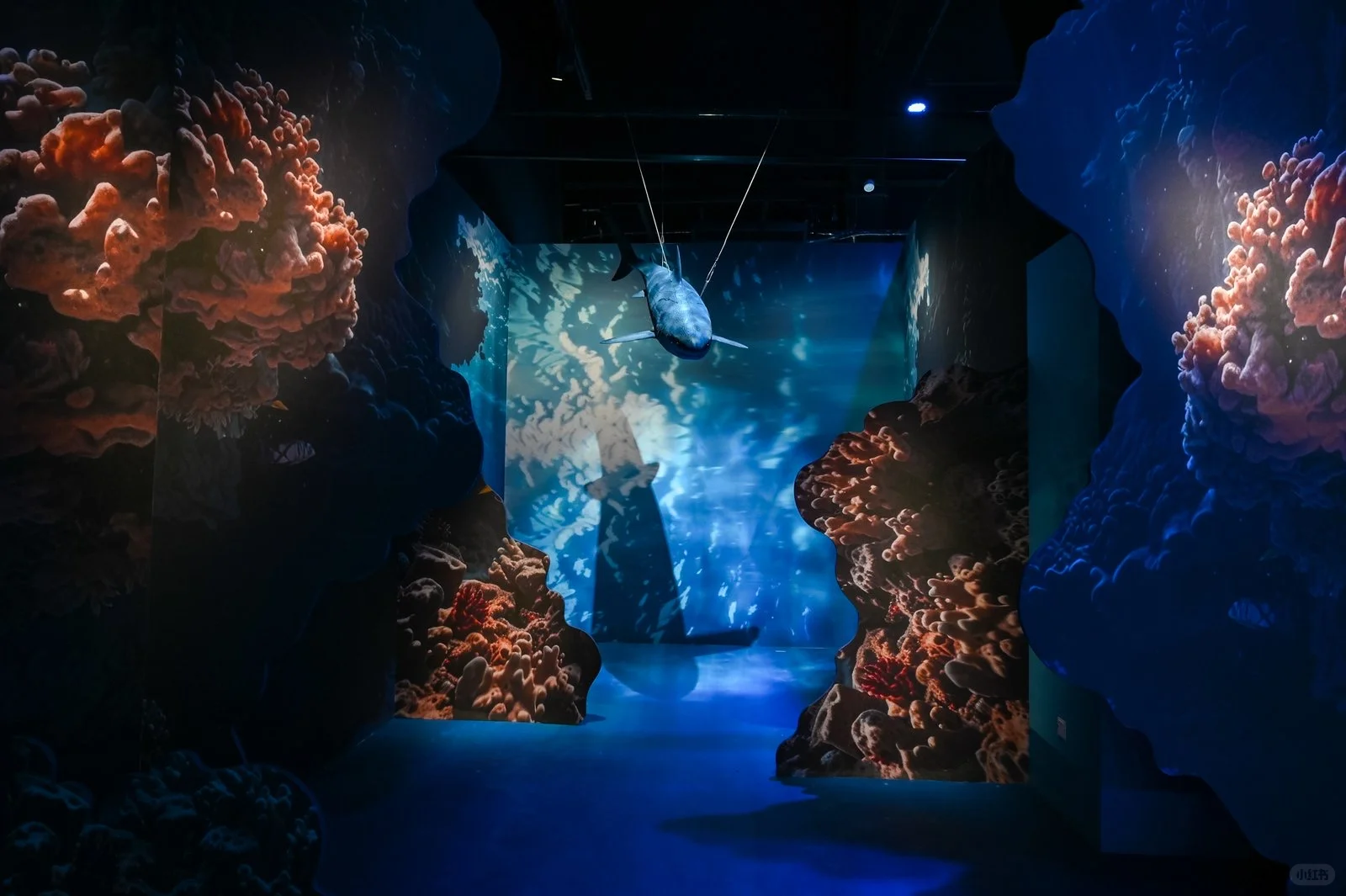北京新展?这个海洋光影展太适合暑假遛娃啦