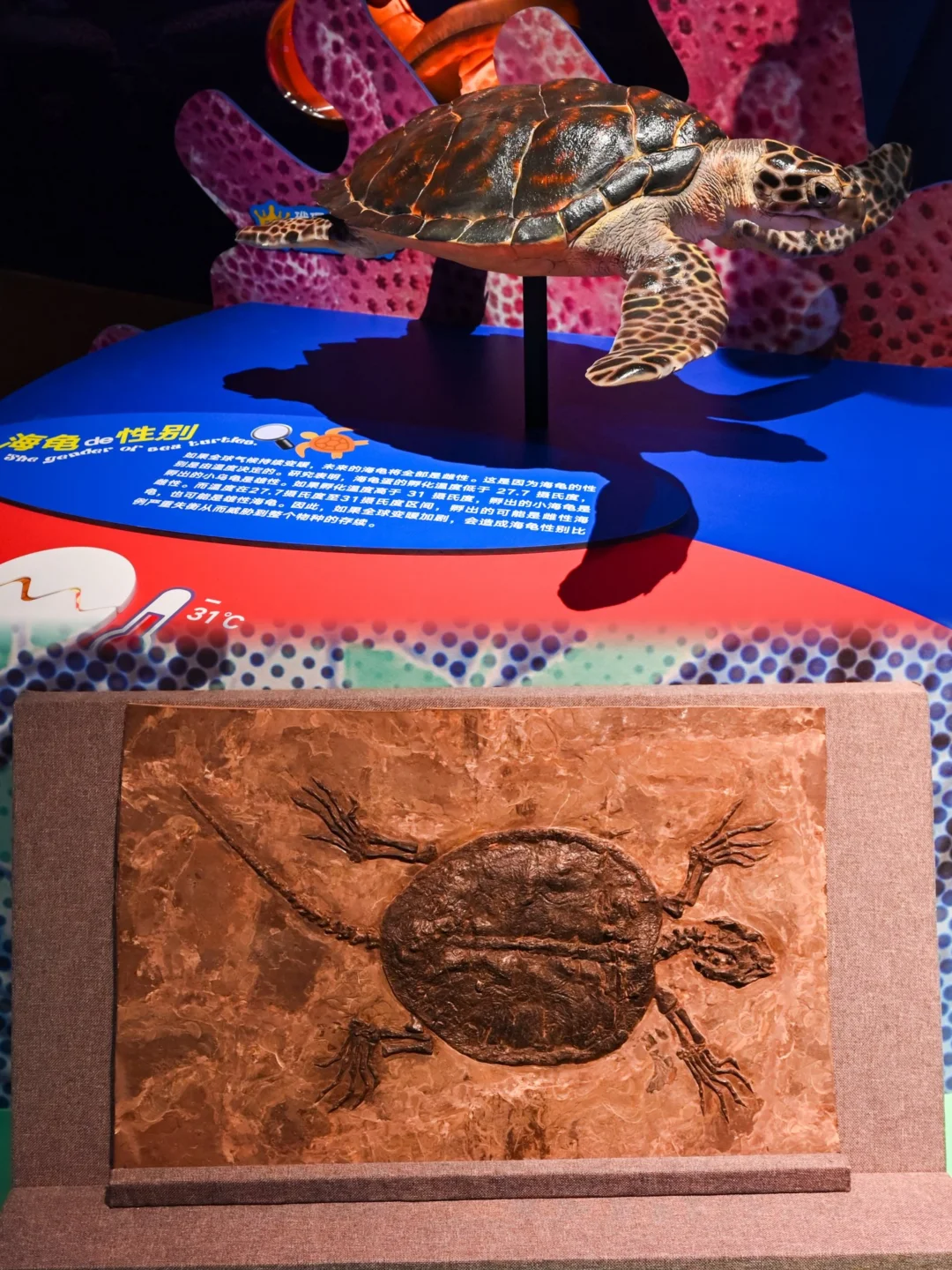 北京新展?这个海洋光影展太适合暑假遛娃啦