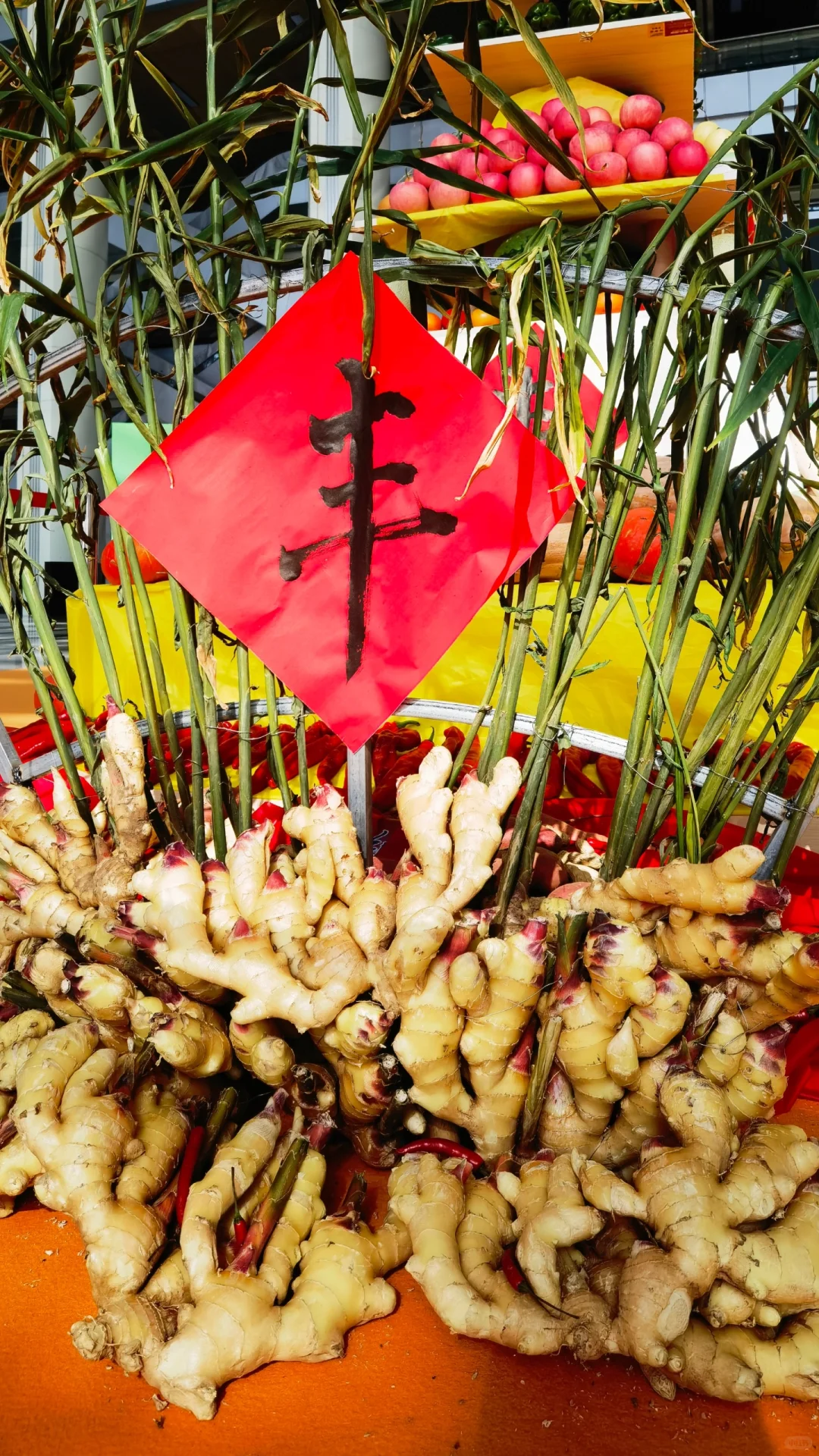 误入烟台果蔬博览会现场