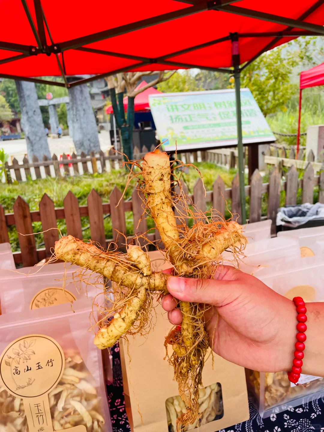 正宗的湖南湘玉竹
