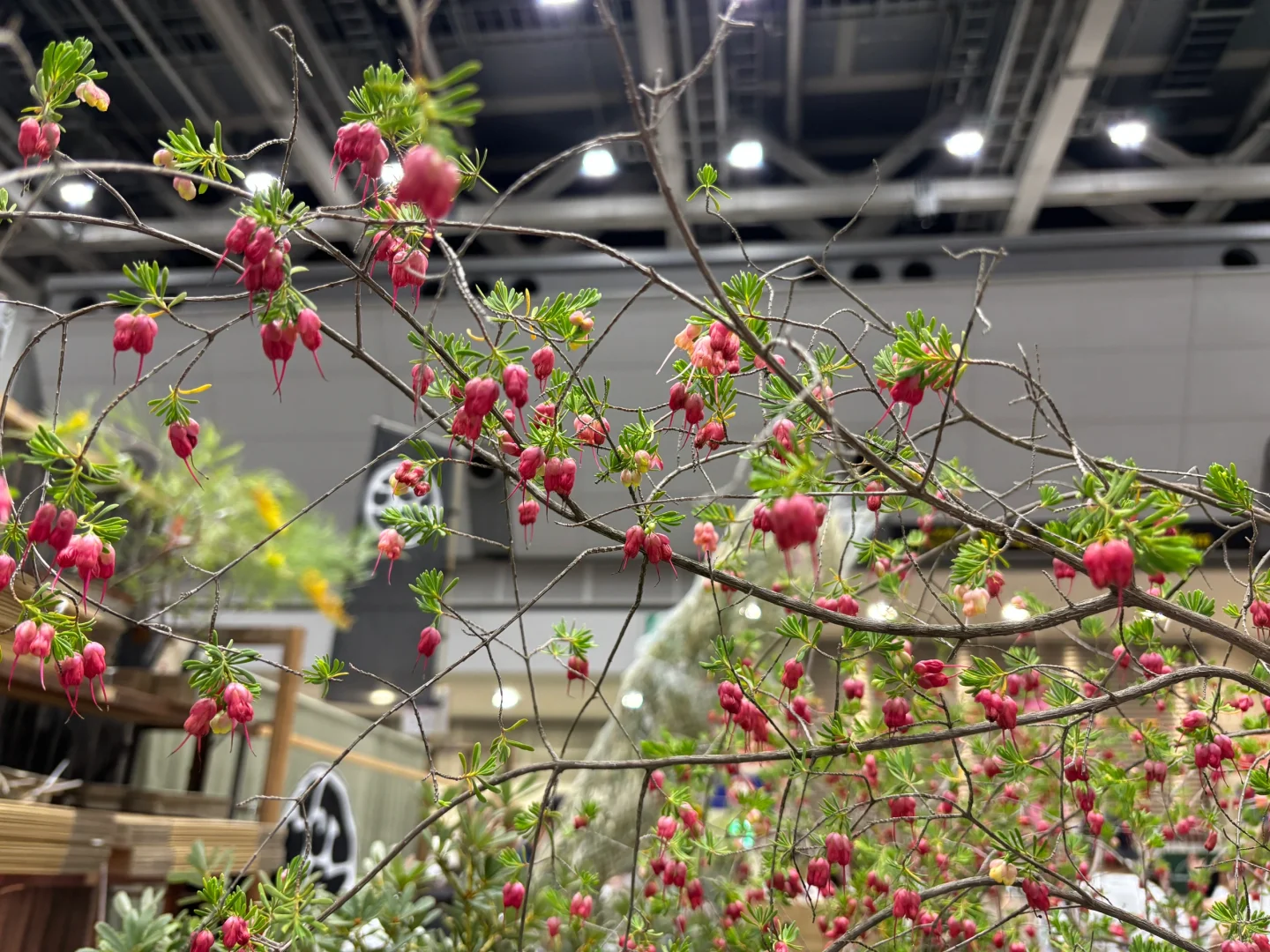 国际会展中心：花卉园艺展