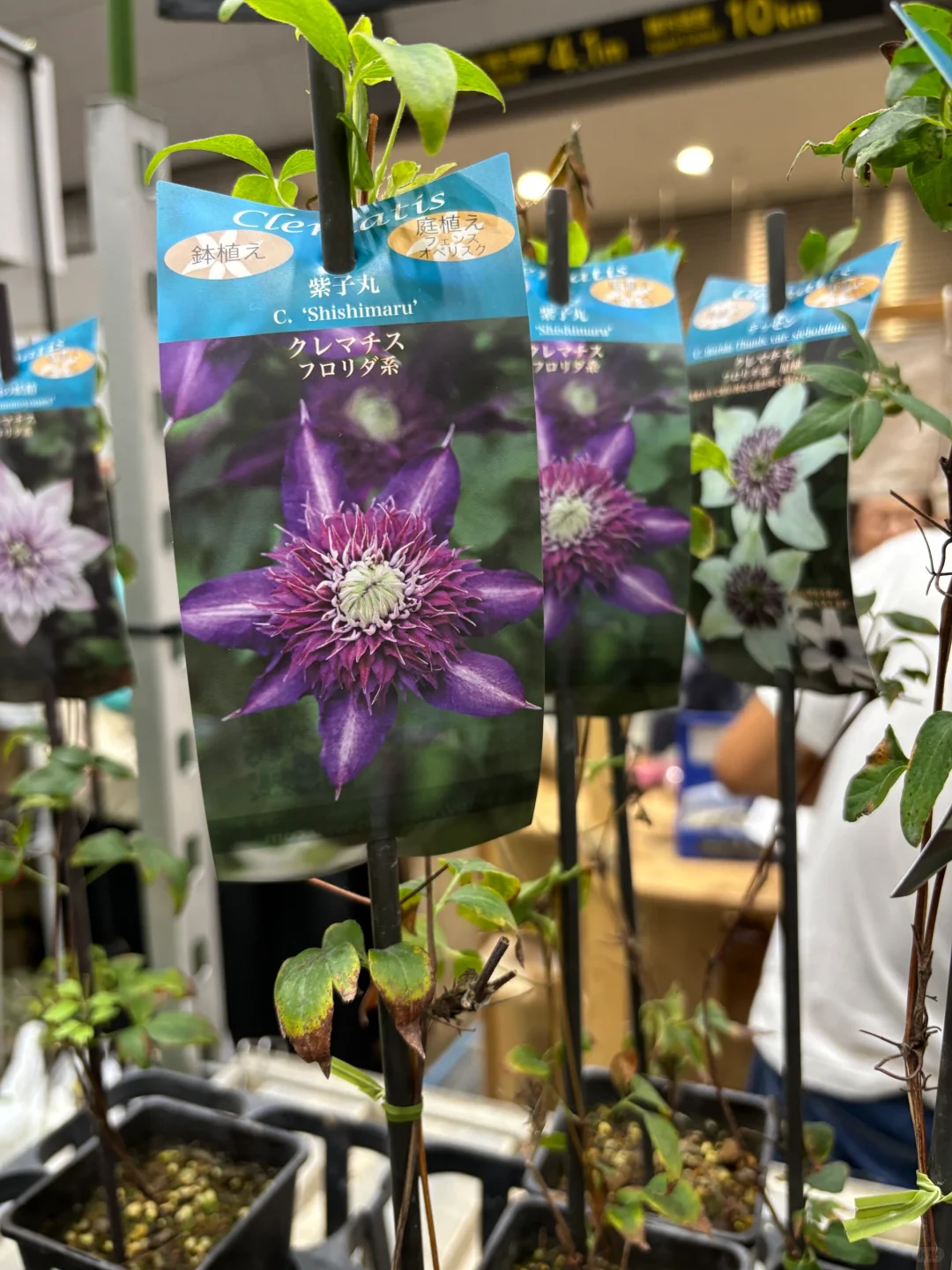 国际会展中心：花卉园艺展