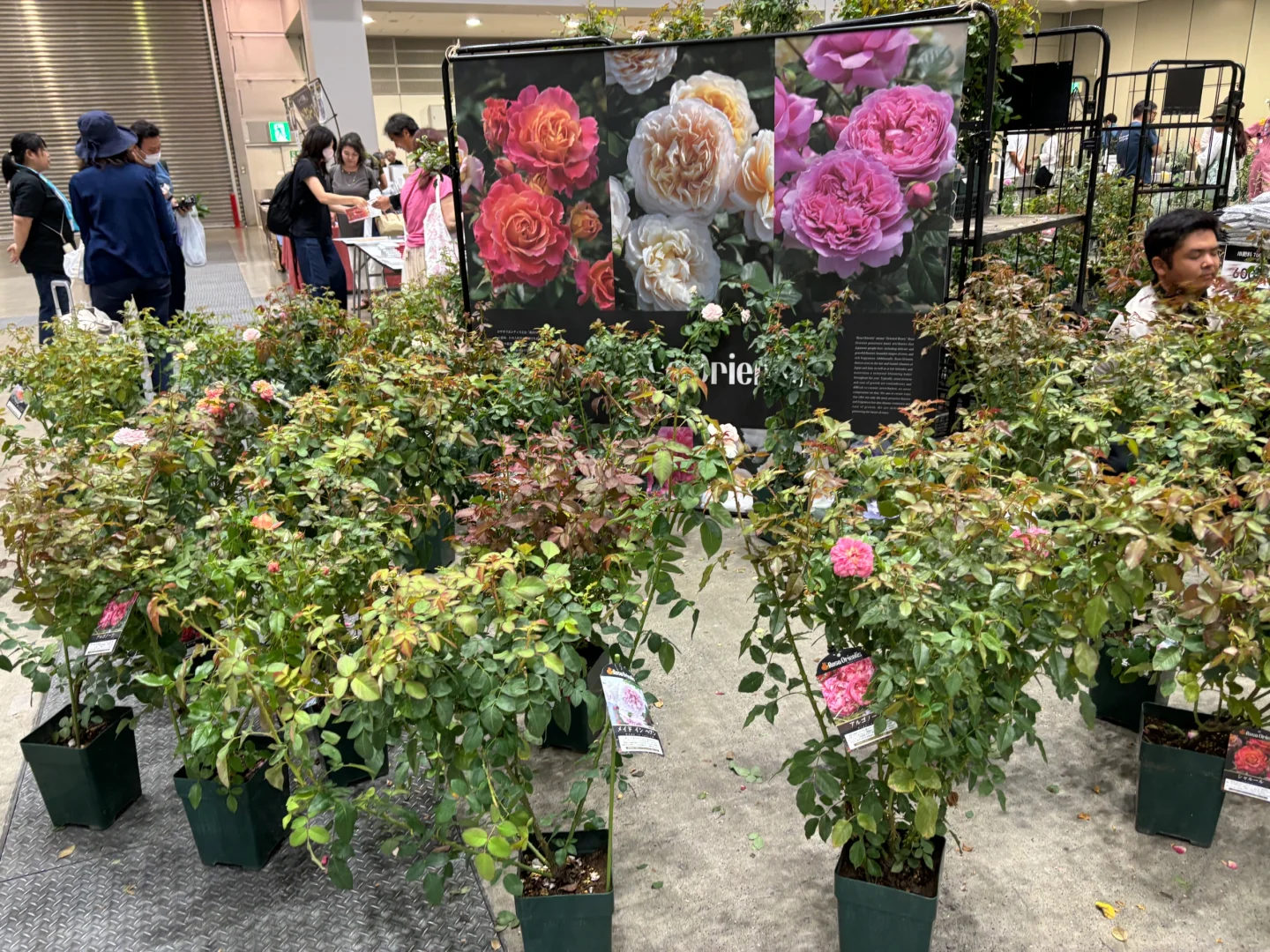 国际会展中心：花卉园艺展