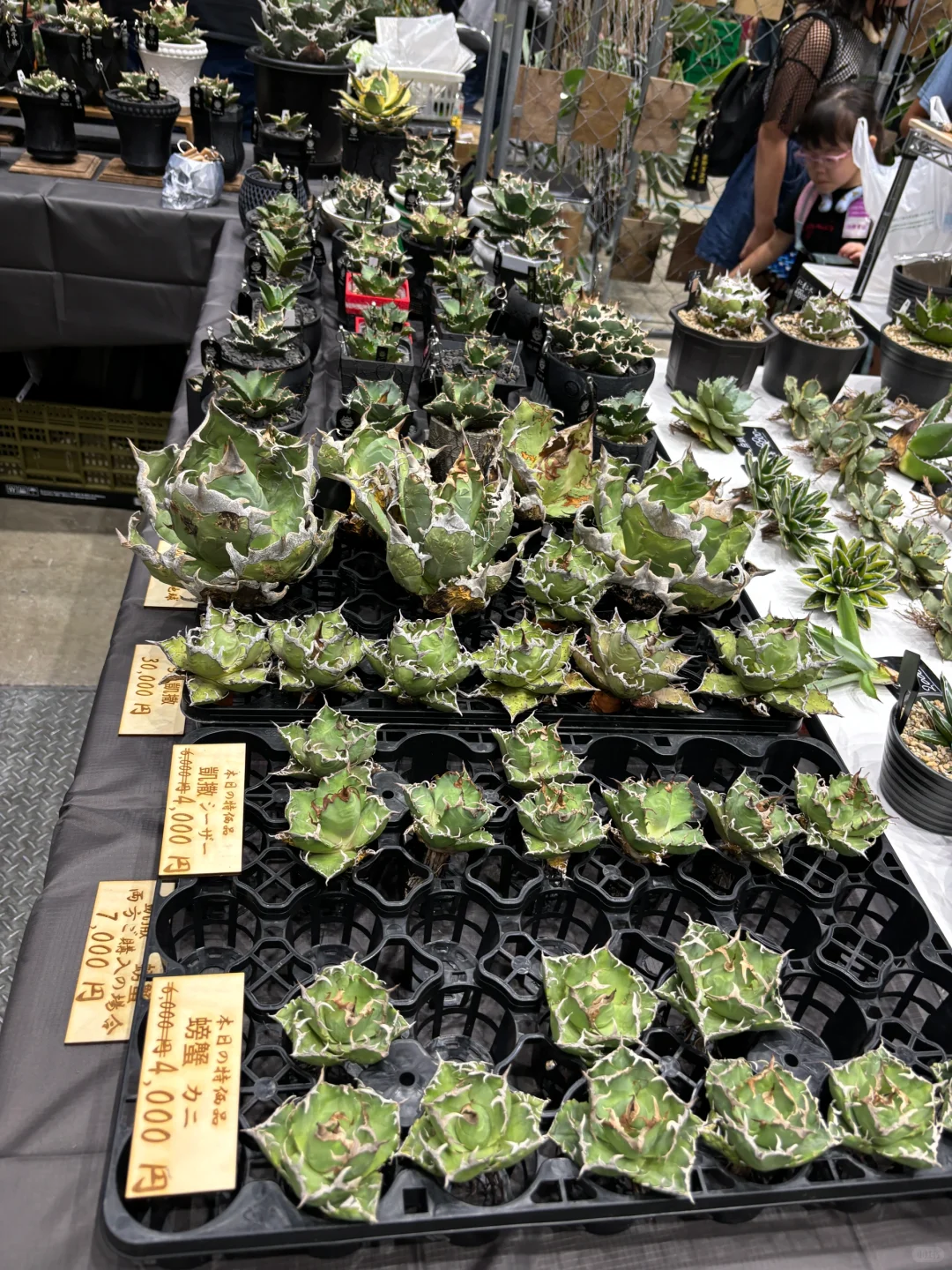国际会展中心：花卉园艺展