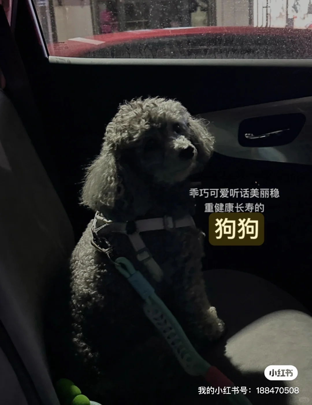 小猫们终于见面了！宠物展！