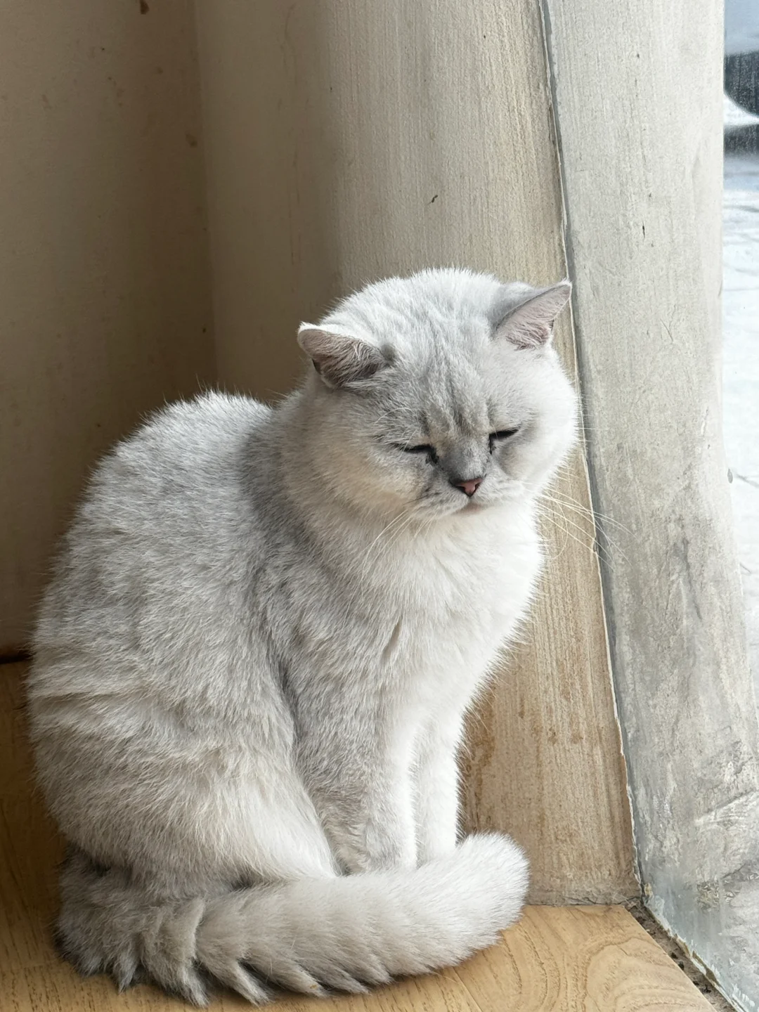 邯郸｜CATEA撸猫馆