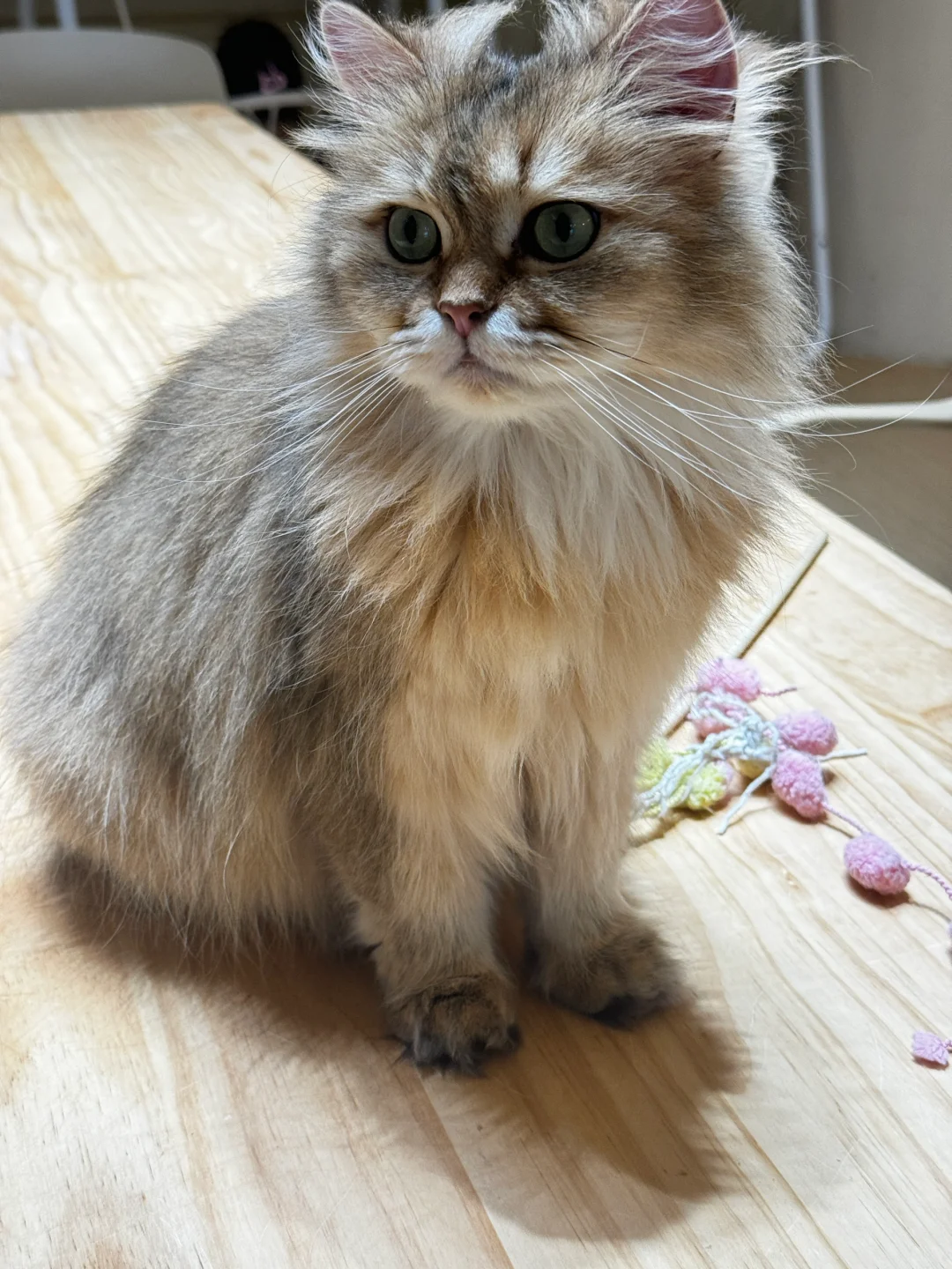 邯郸｜CATEA撸猫馆