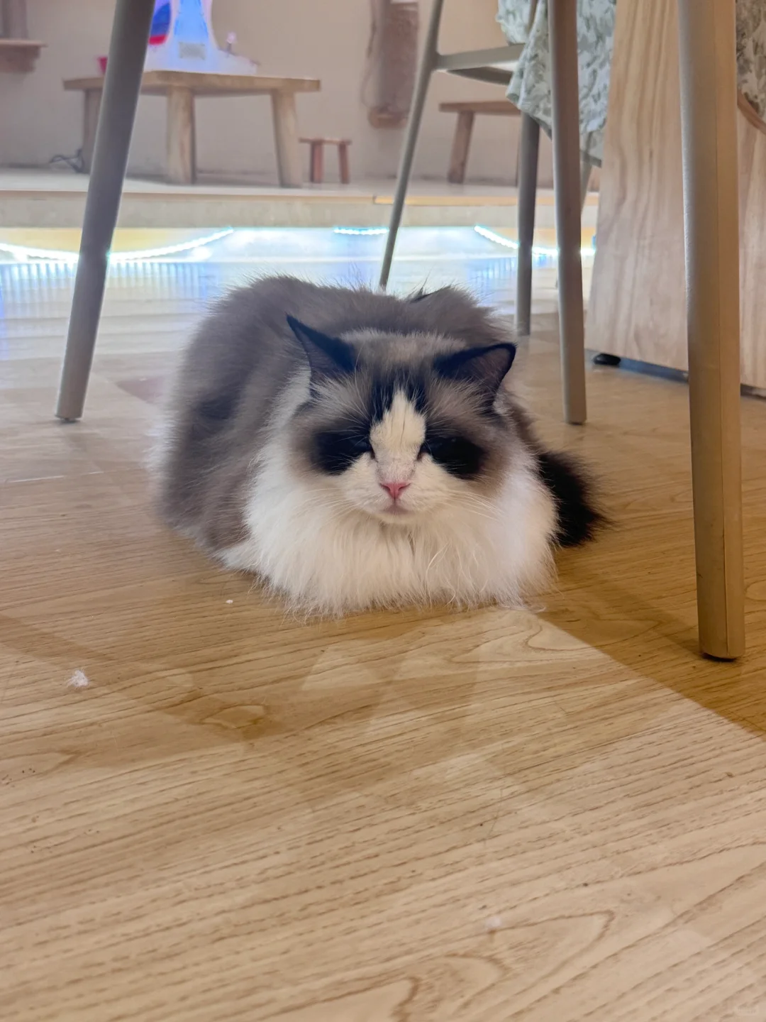 邯郸｜CATEA撸猫馆
