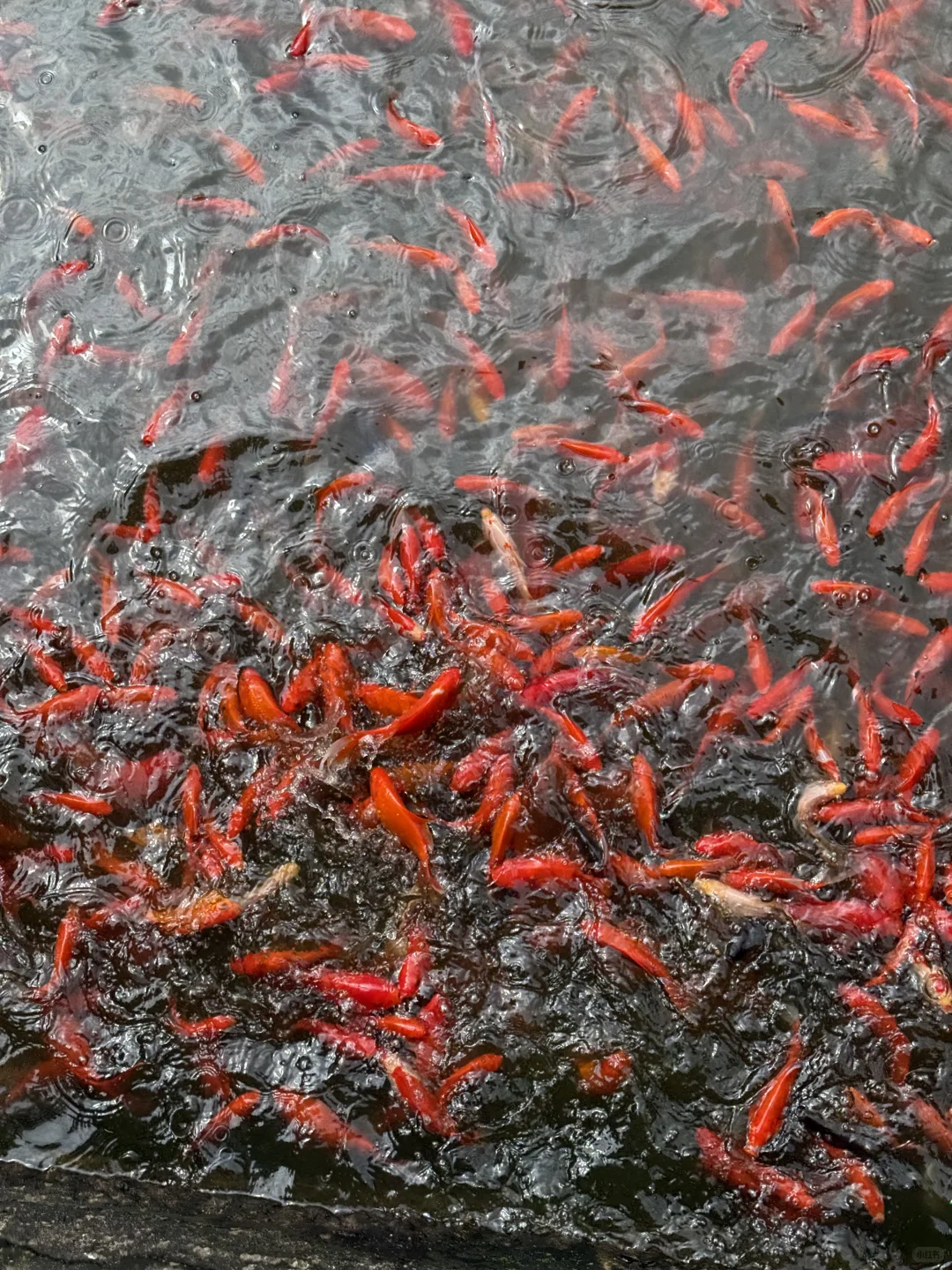 昆明一日亲子游，西山必去！！！