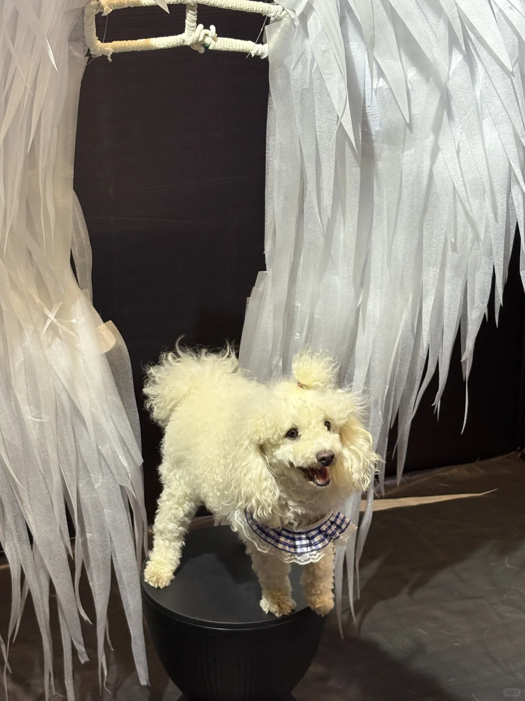 南宁世宠会暴走3小时！?逛展干货全在这里！