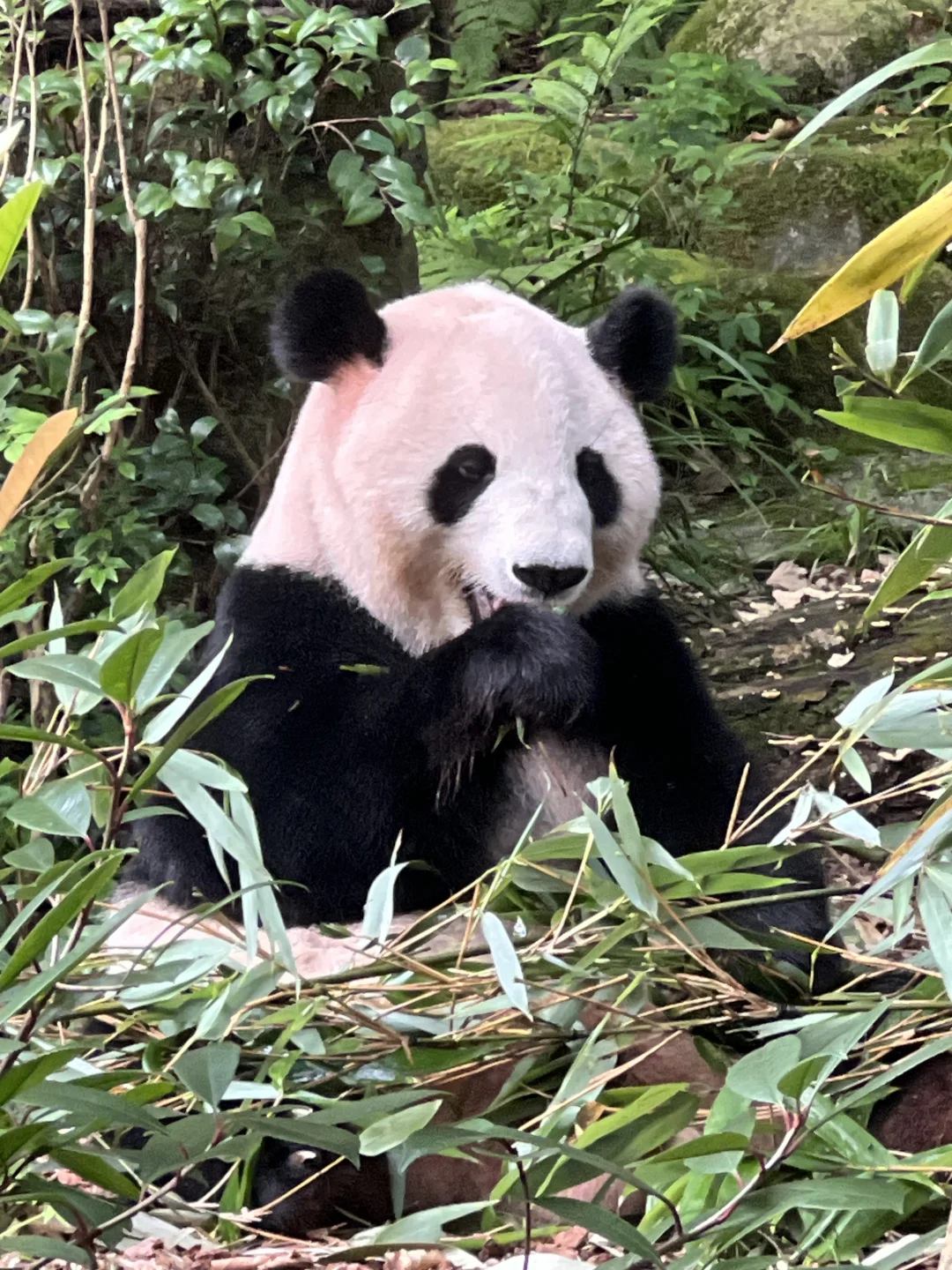 成都懒人最全精华攻略，详细版懒人必存