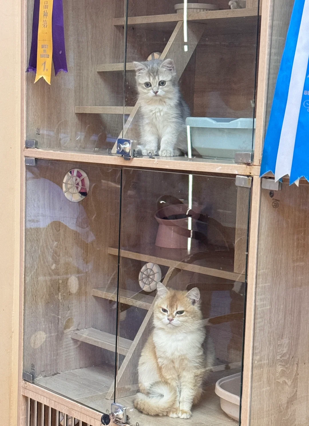 邯郸｜CATEA撸猫馆