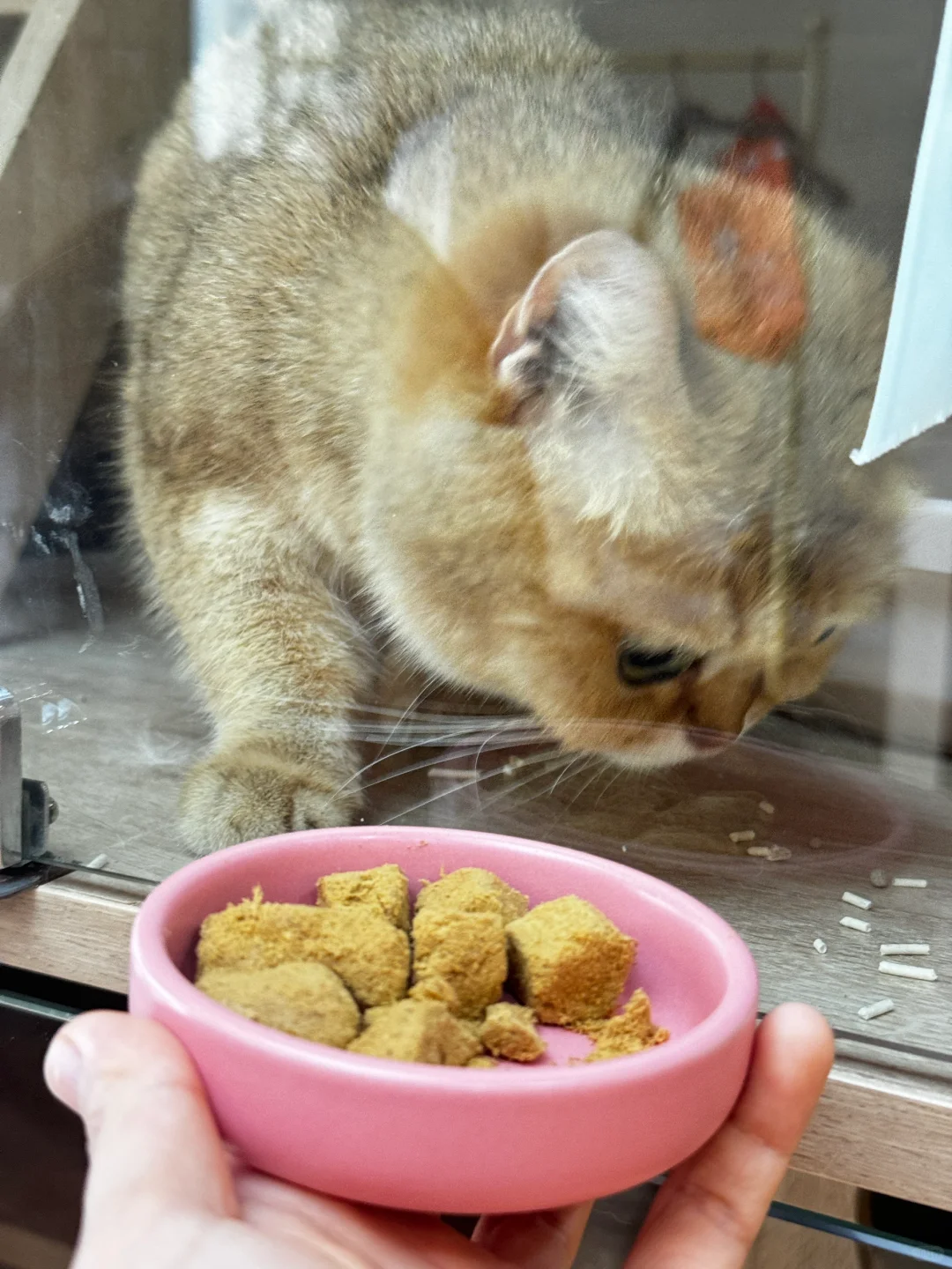 邯郸｜CATEA撸猫馆