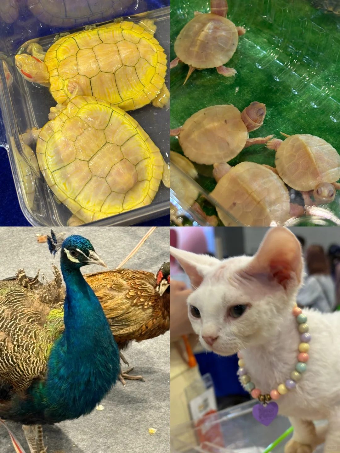 南宁世宠会暴走3小时！?逛展干货全在这里！
