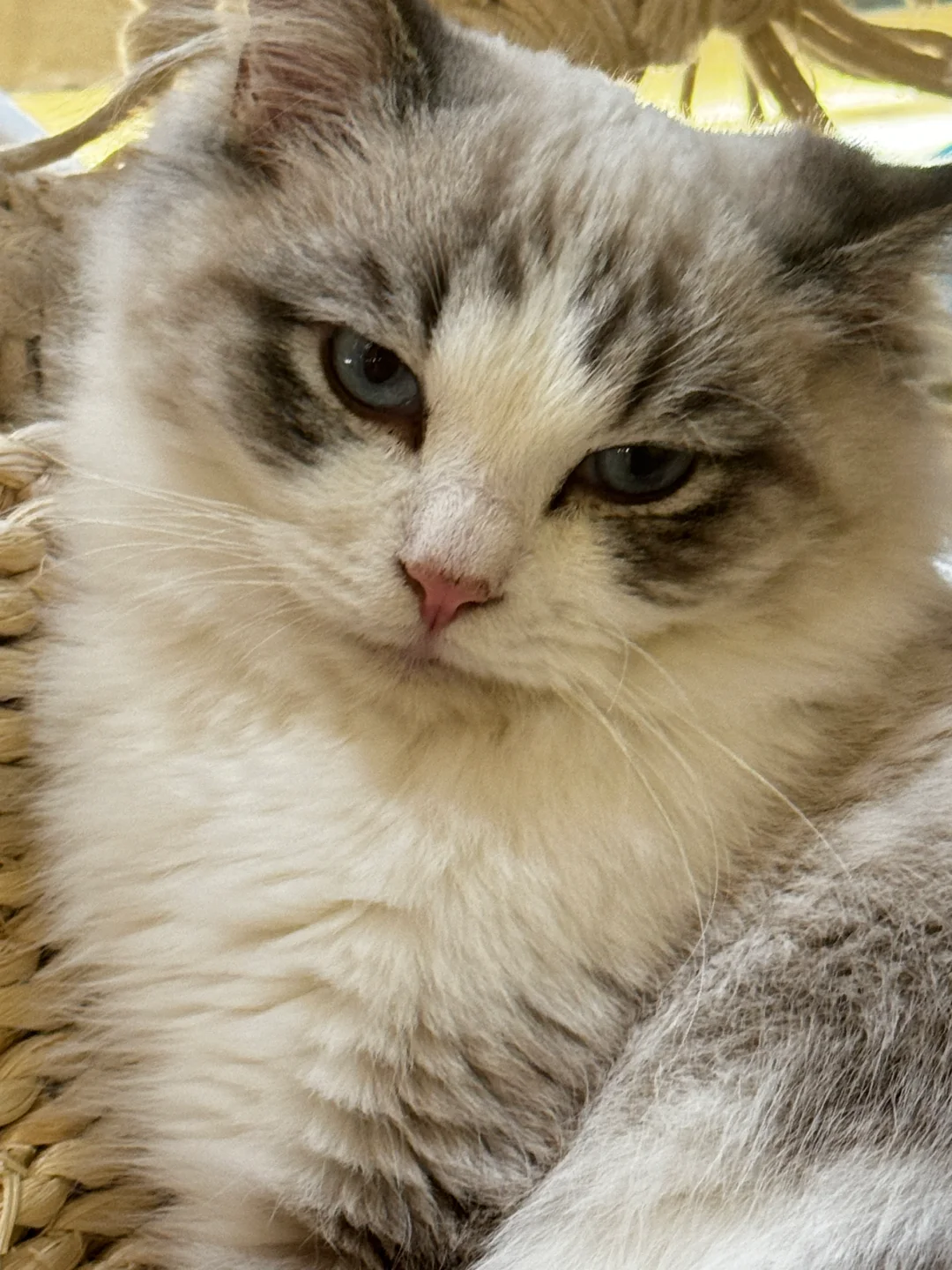 邯郸｜CATEA撸猫馆