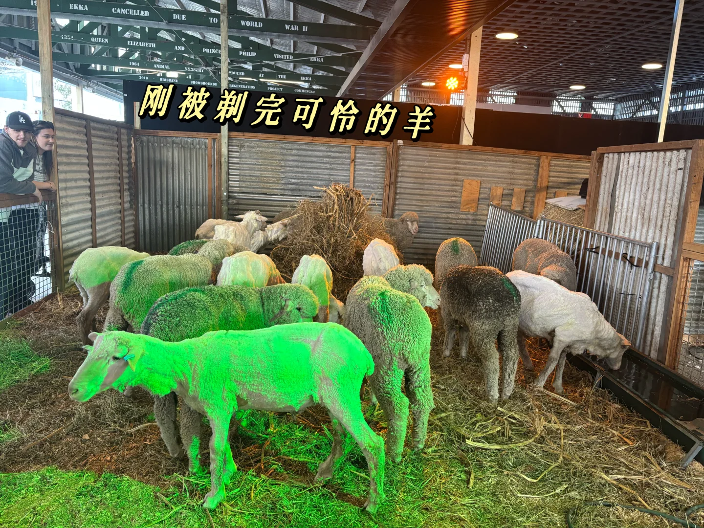 逛昆士兰一年一度农产品展销会Plog
