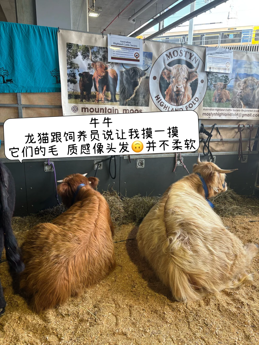 逛昆士兰一年一度农产品展销会Plog