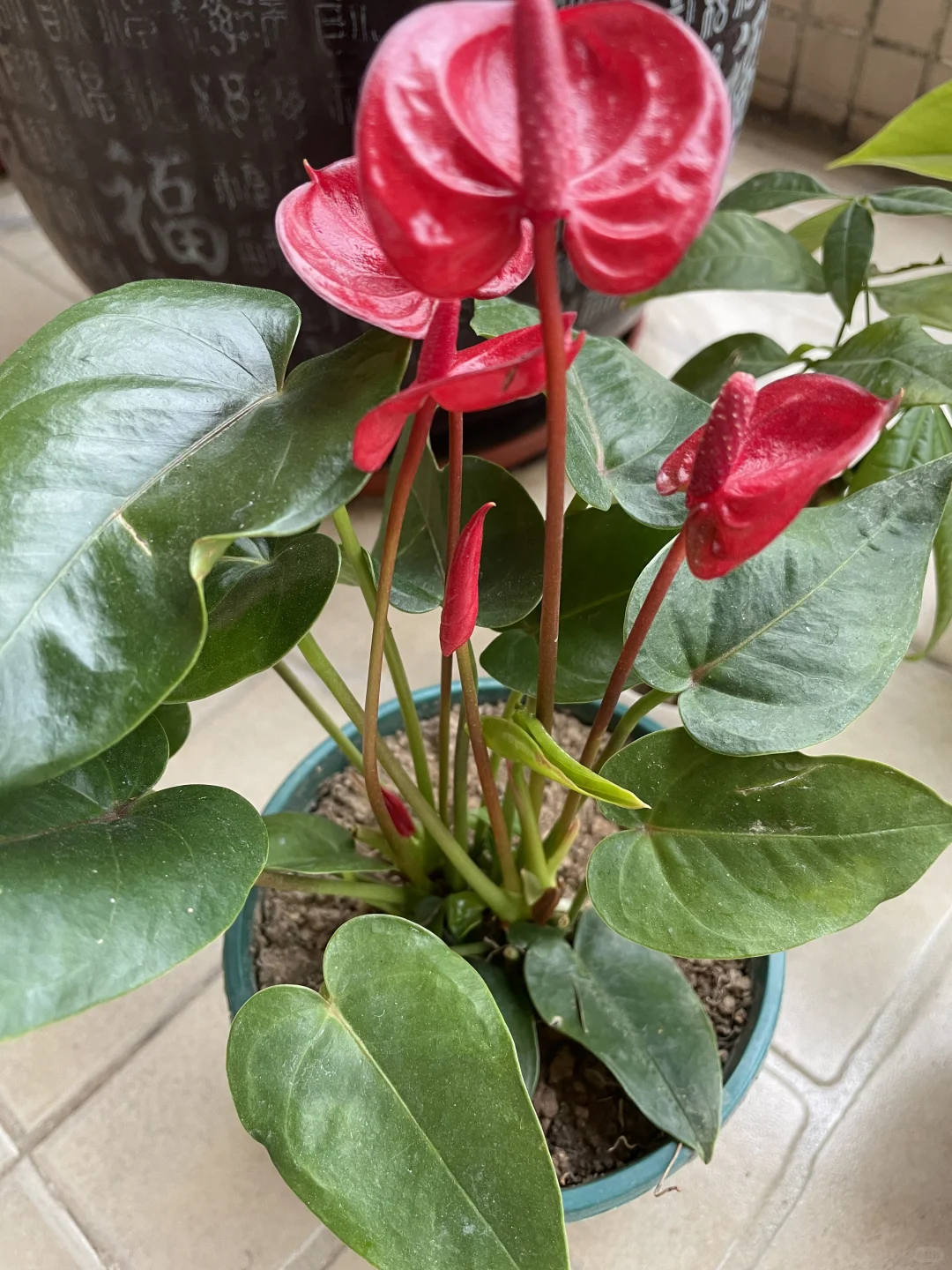 ?50岁阿姨的养花种菜日记 | 享受生活
